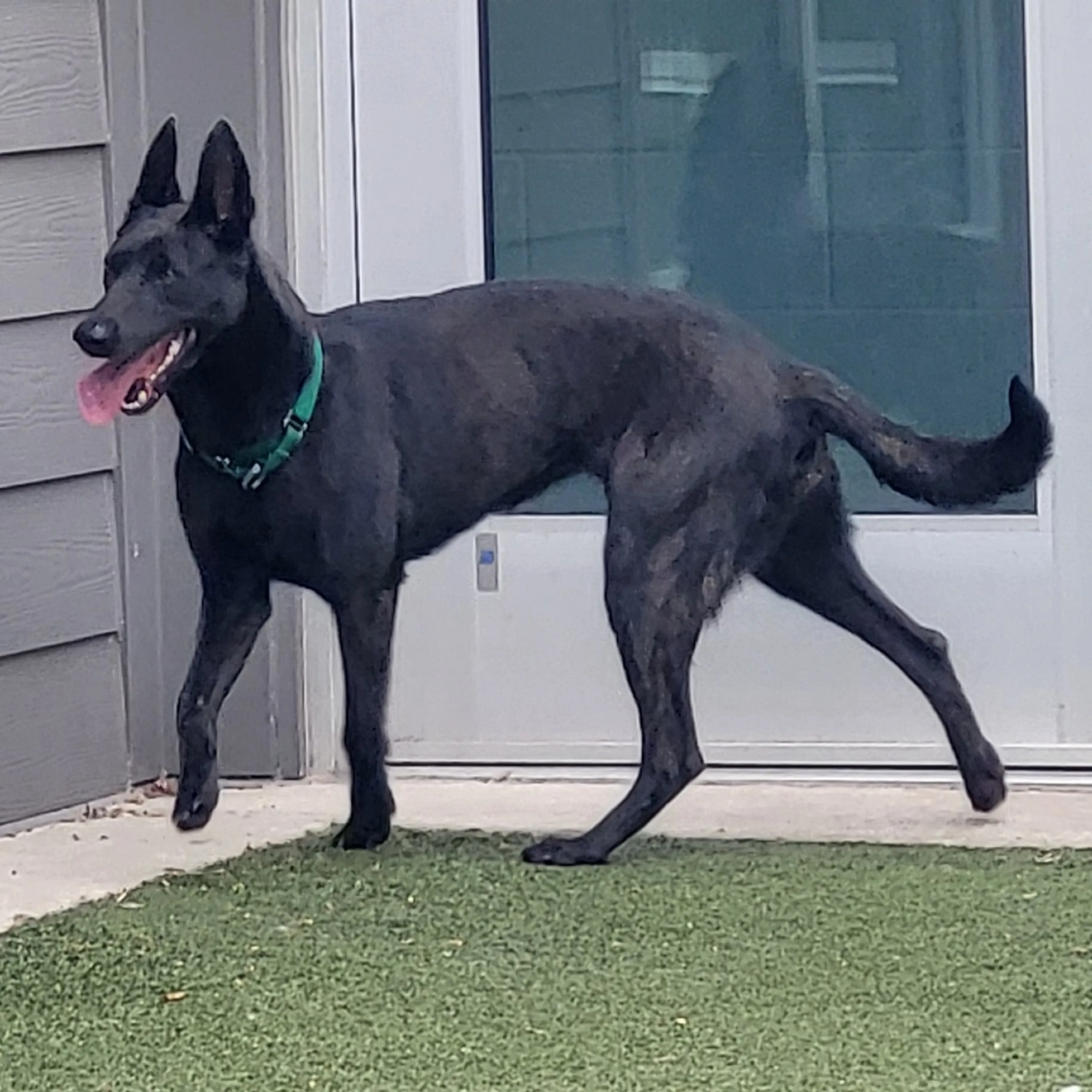 Found pet-5