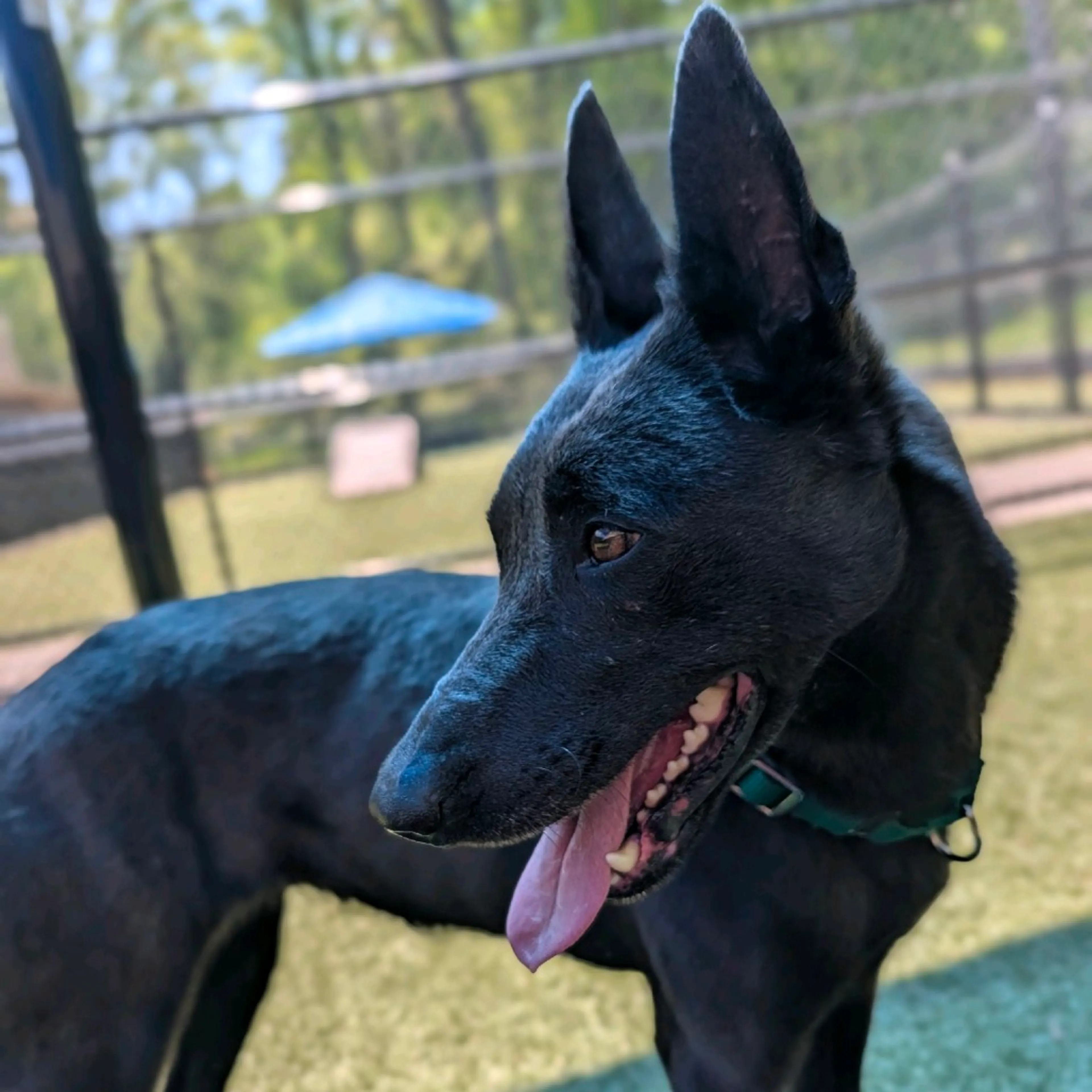 Found pet-2