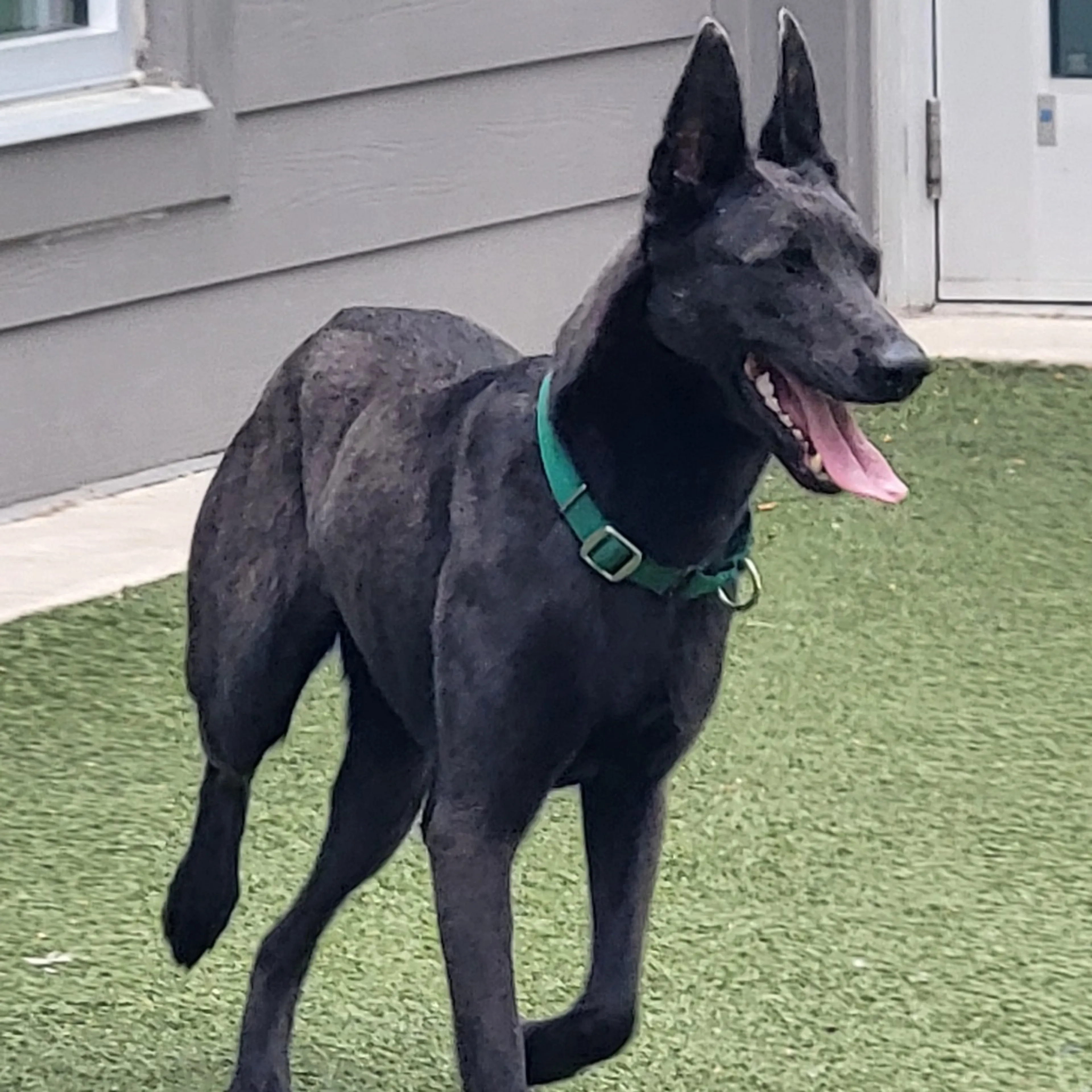 Found pet-9