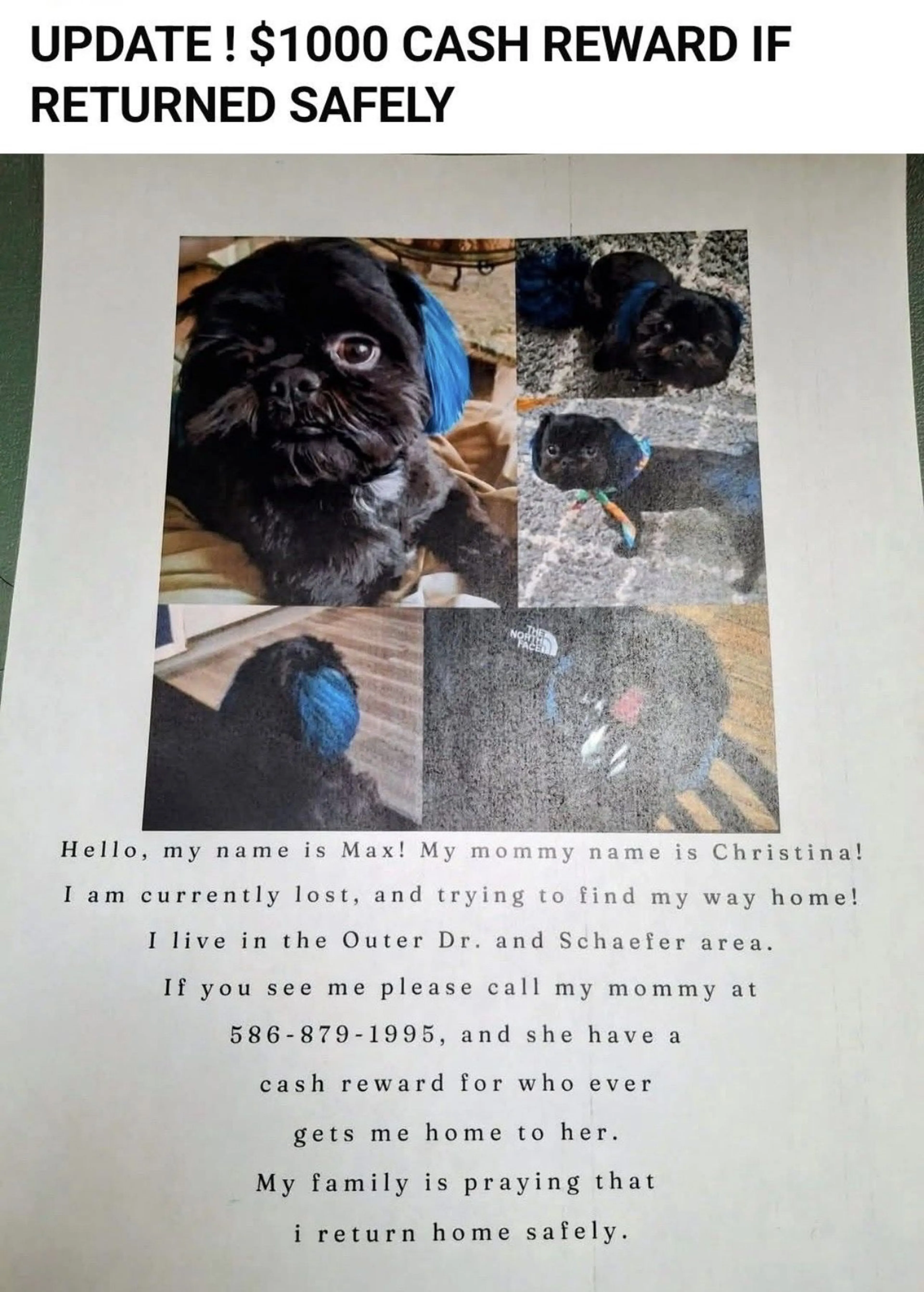 Lost pet