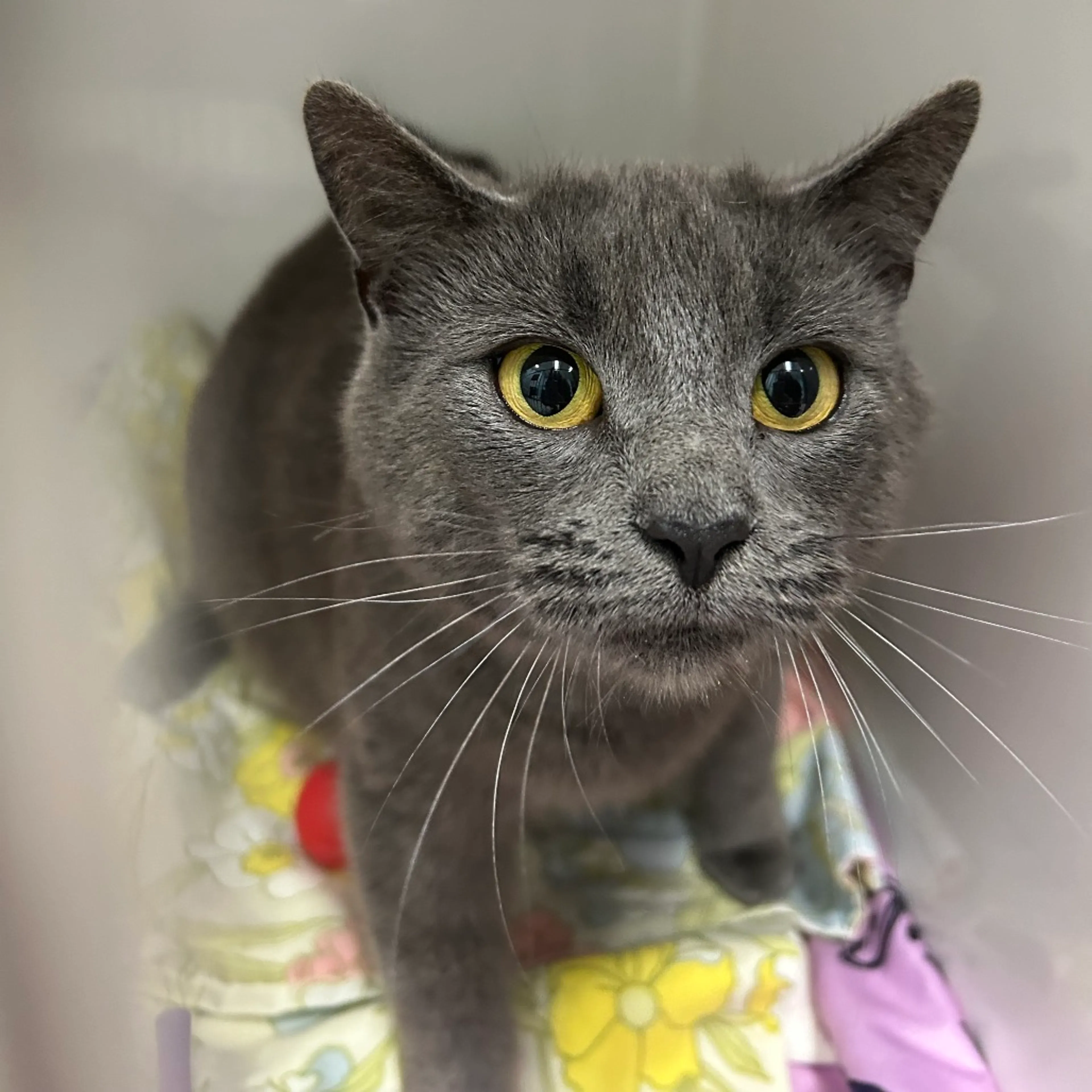 Found pet-1