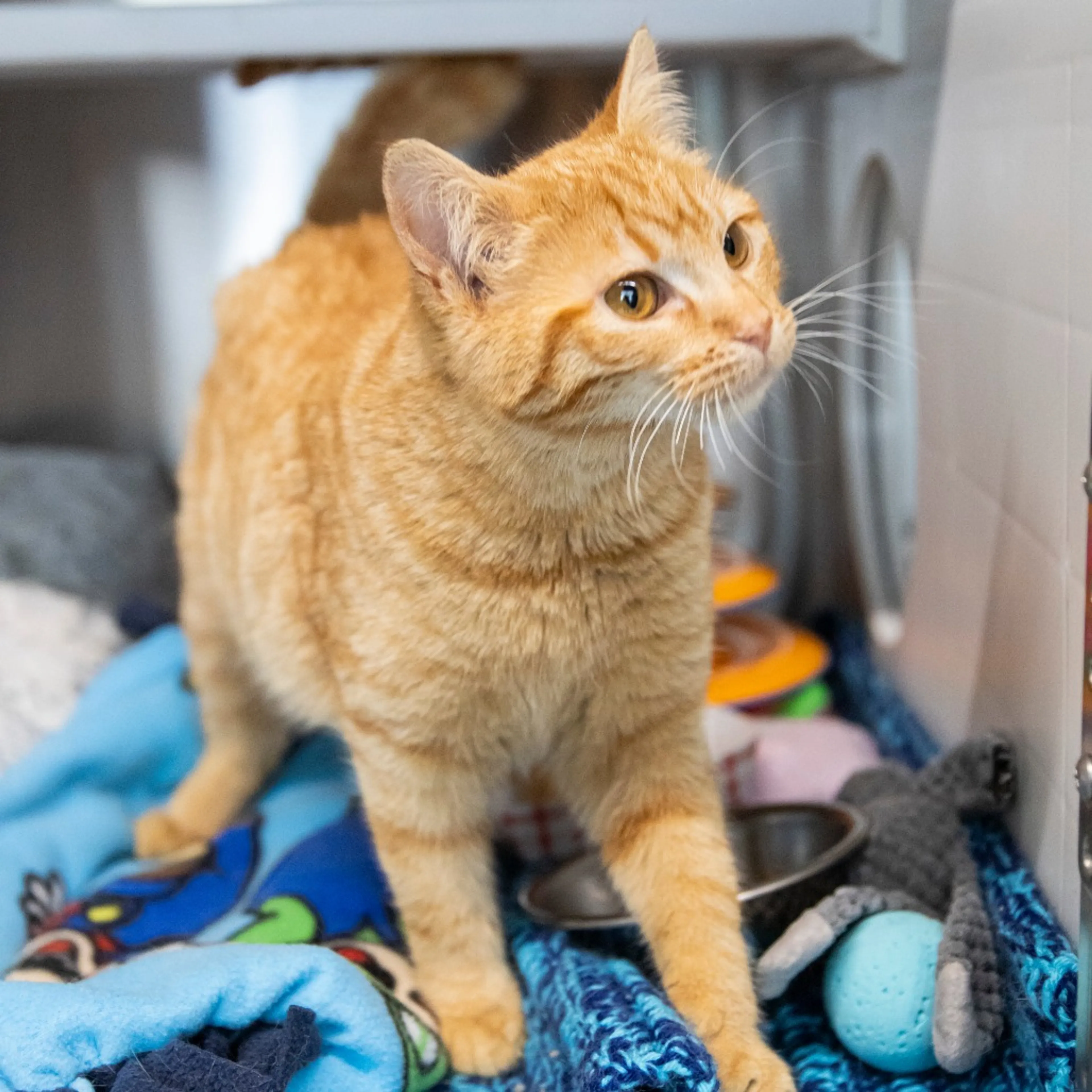 Found pet-3
