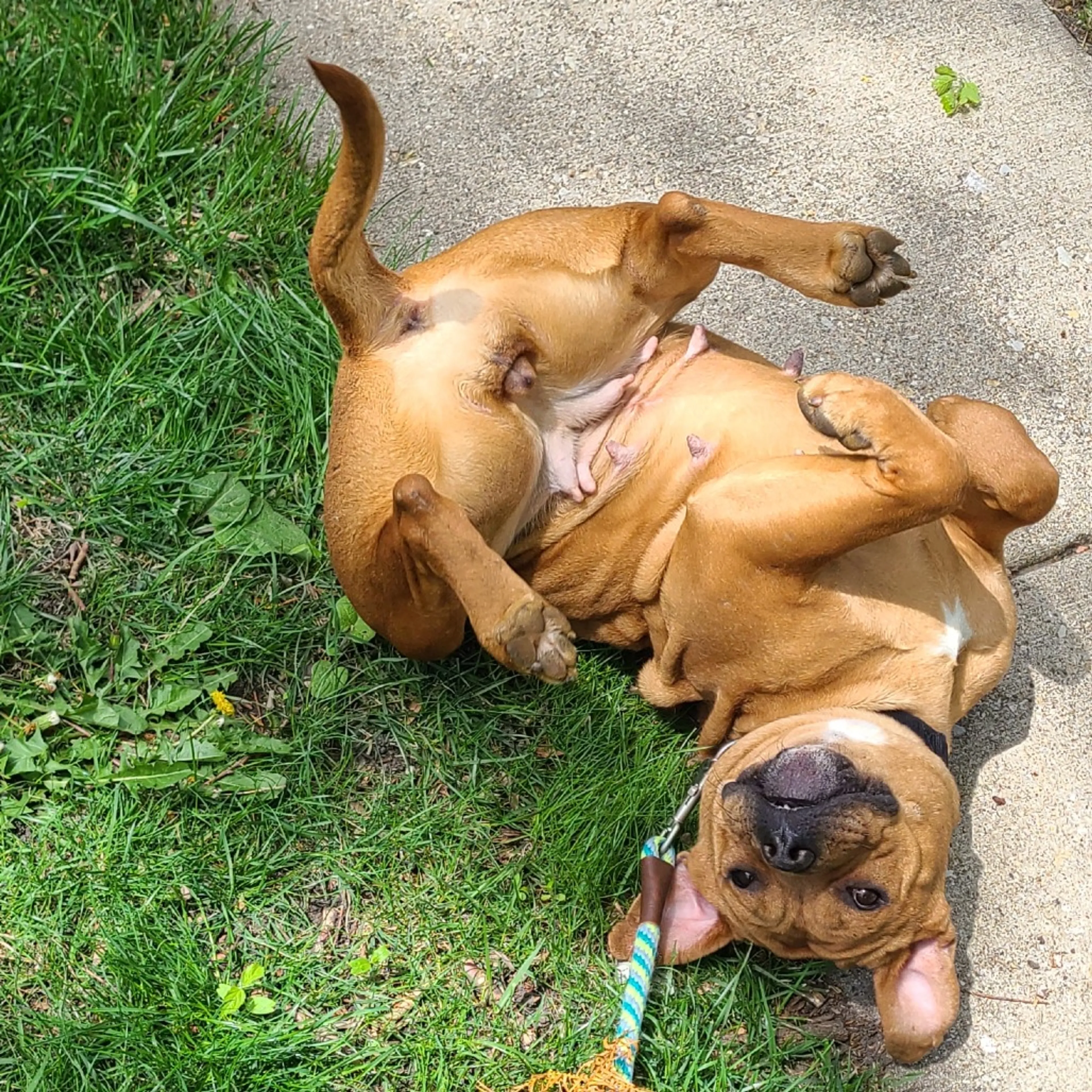 Found pet-4