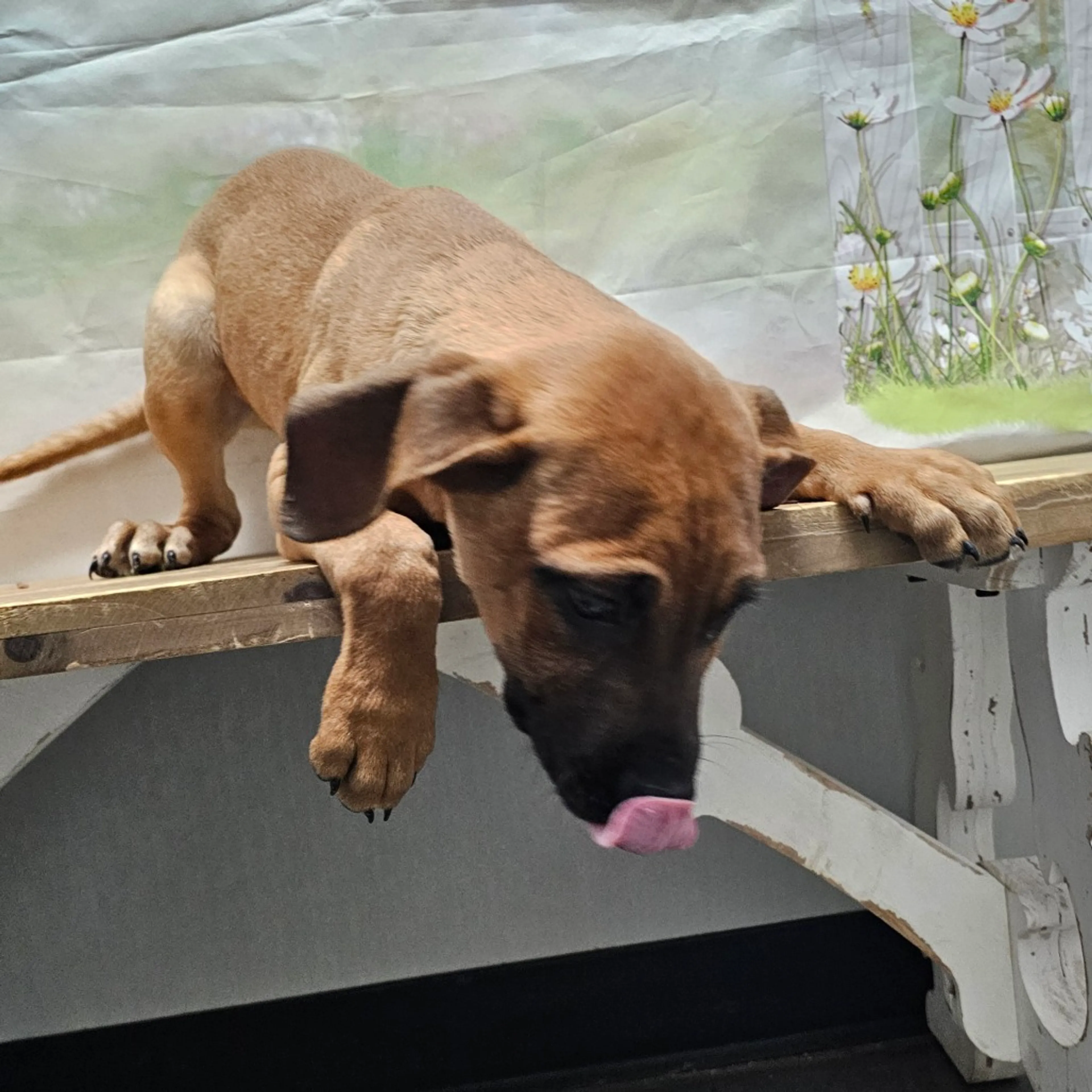 Found pet-7