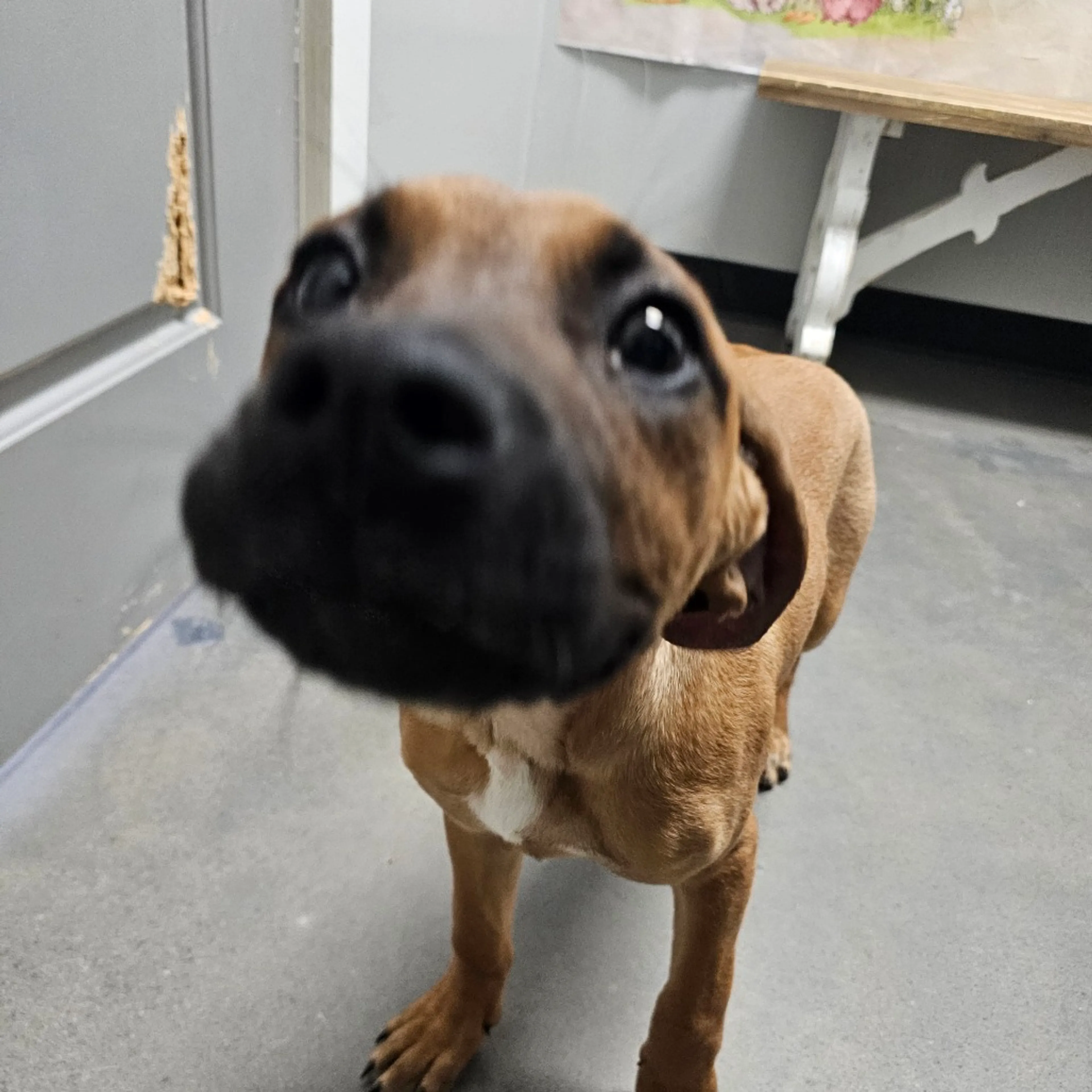 Found pet-3