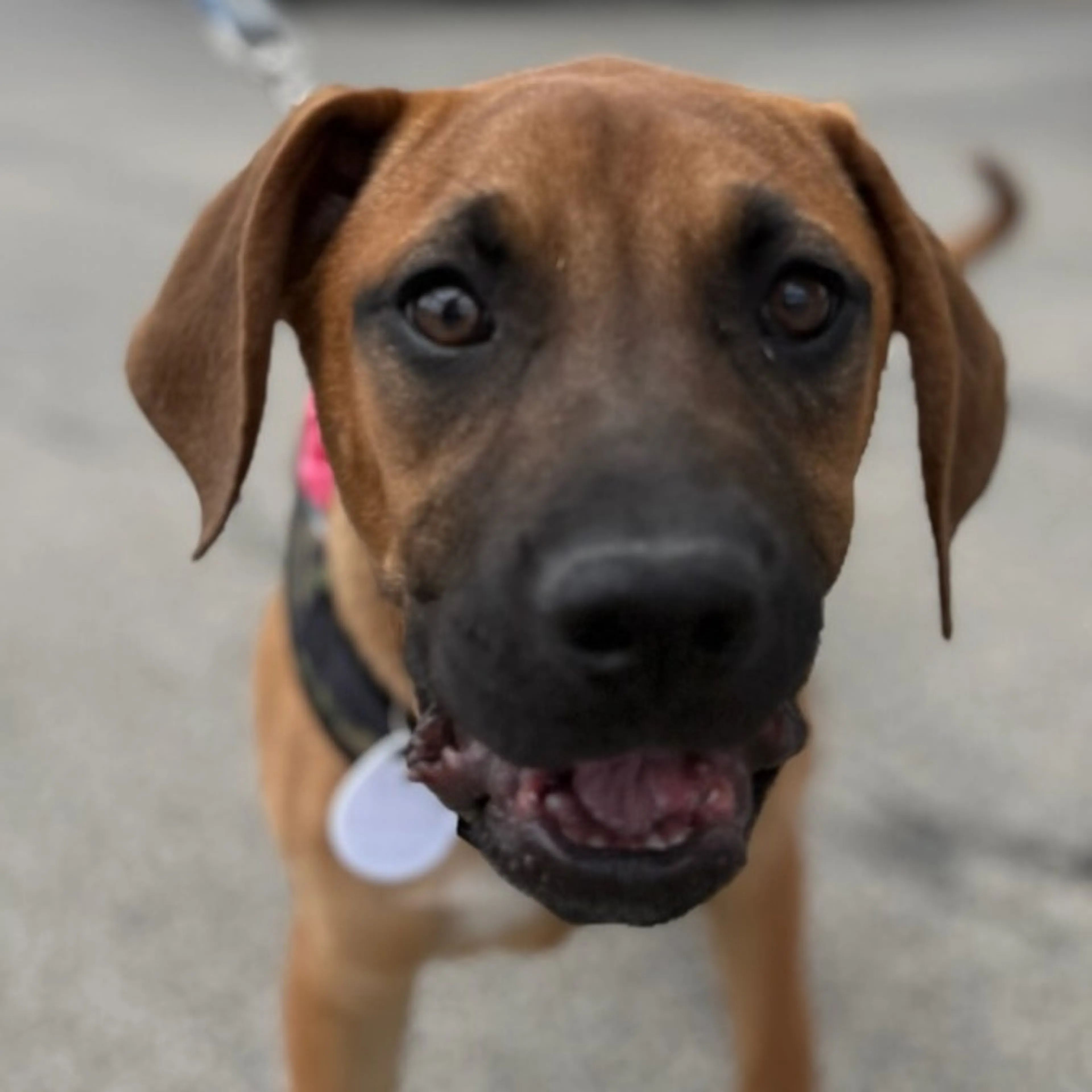 Found pet-18