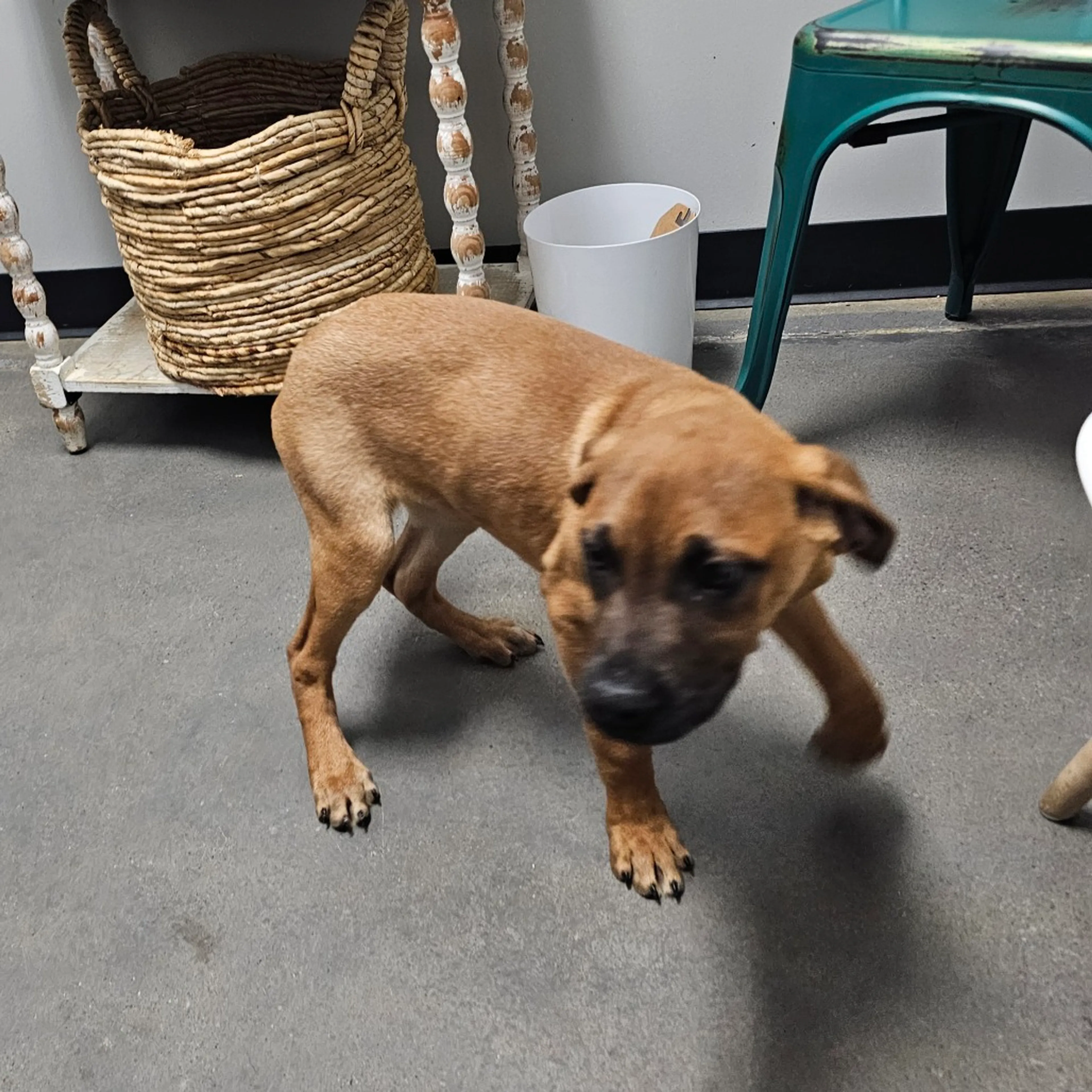 Found pet-2