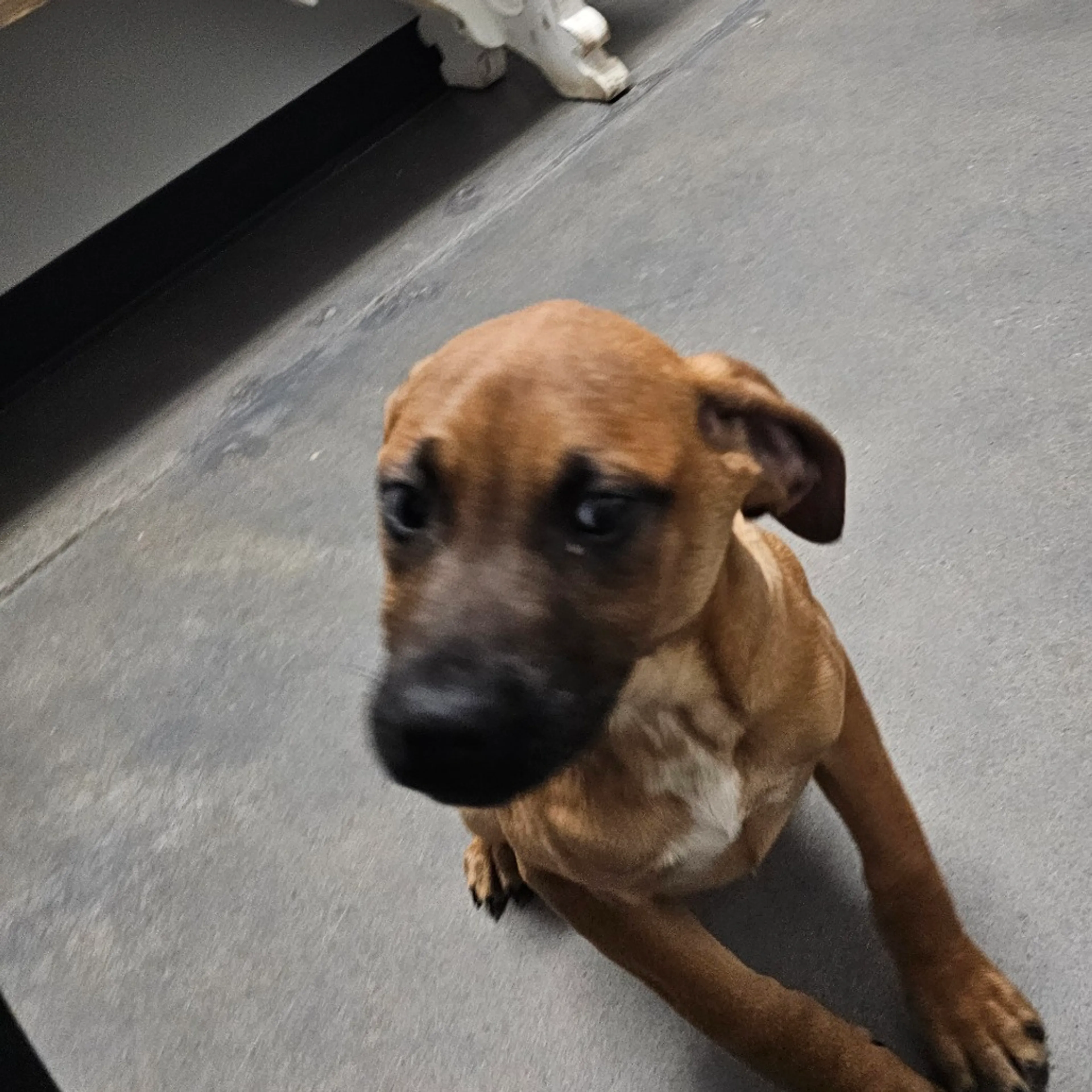Found pet-5
