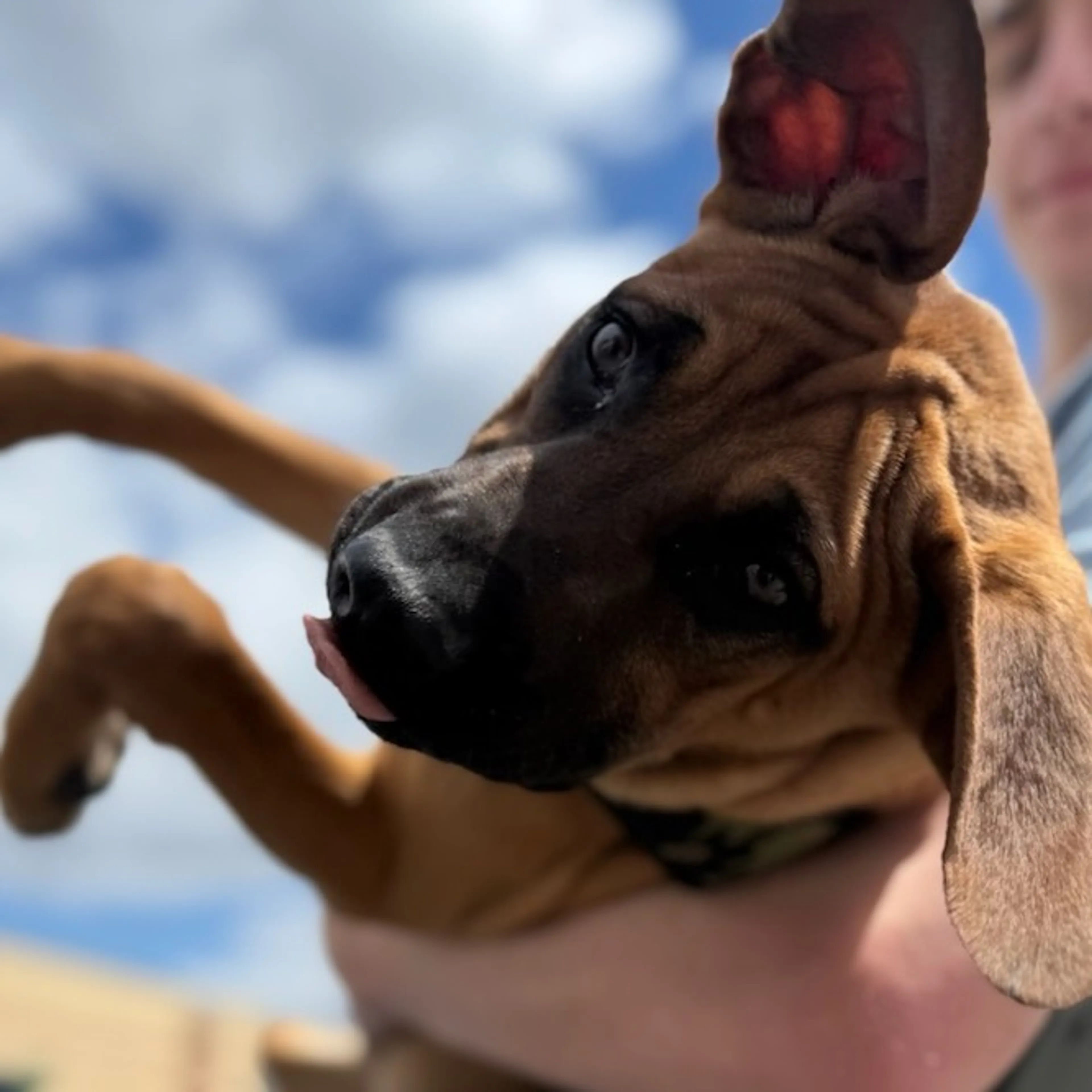 Found pet-12