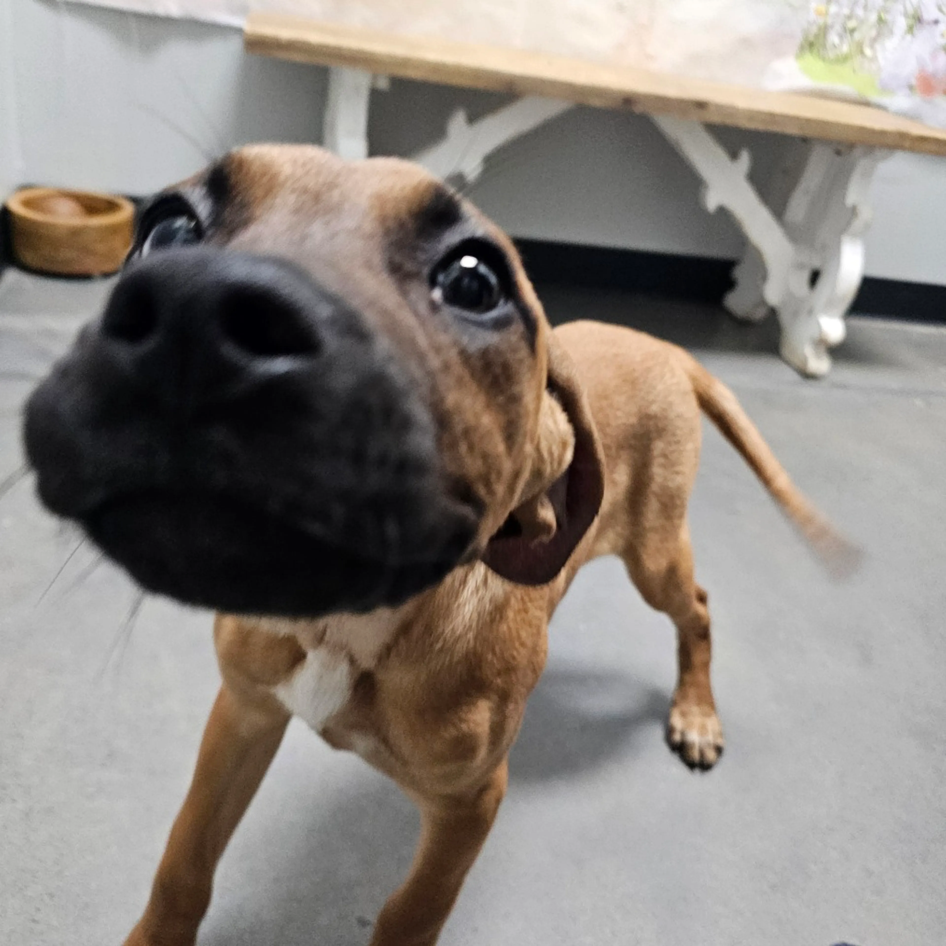 Found pet-6