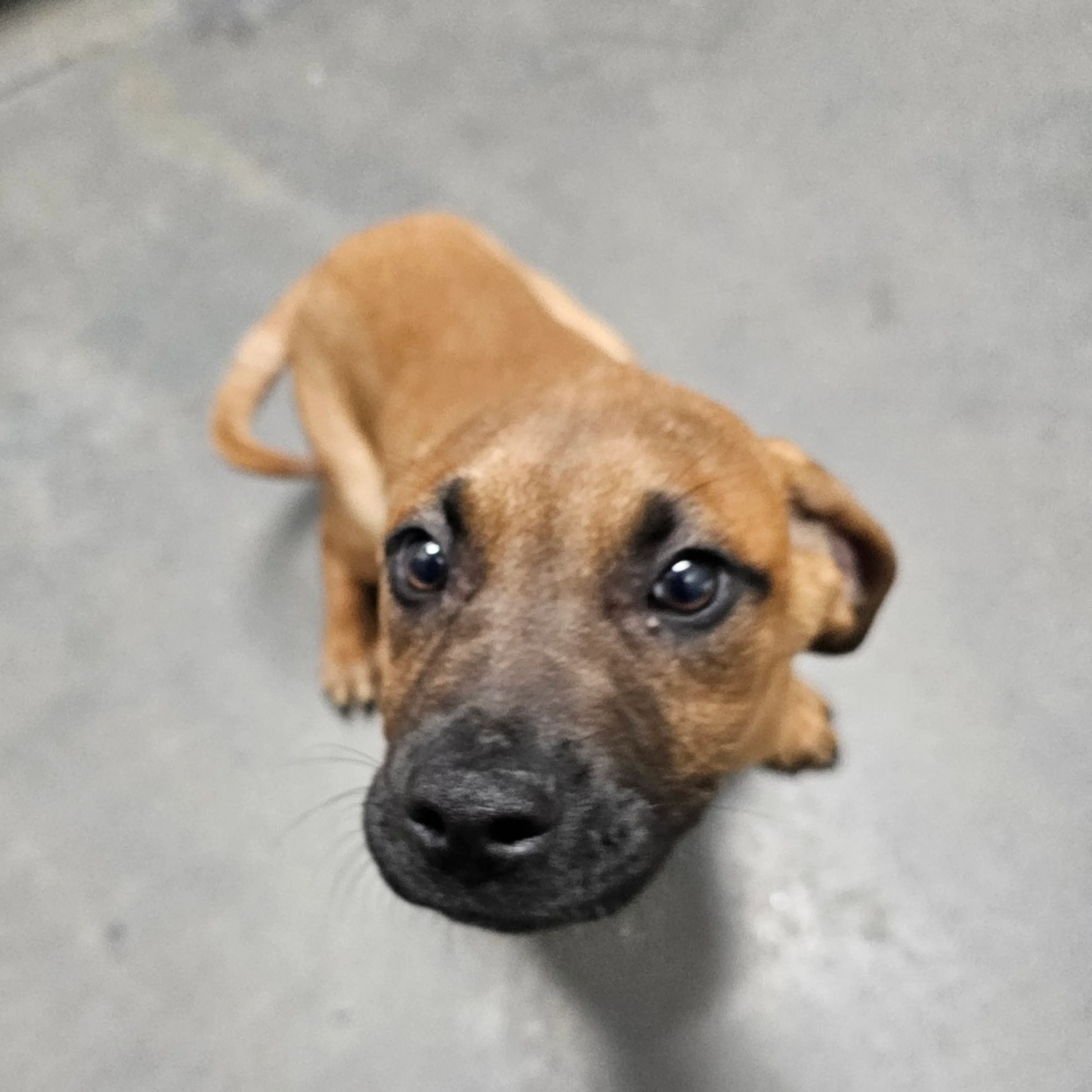 Found pet-1