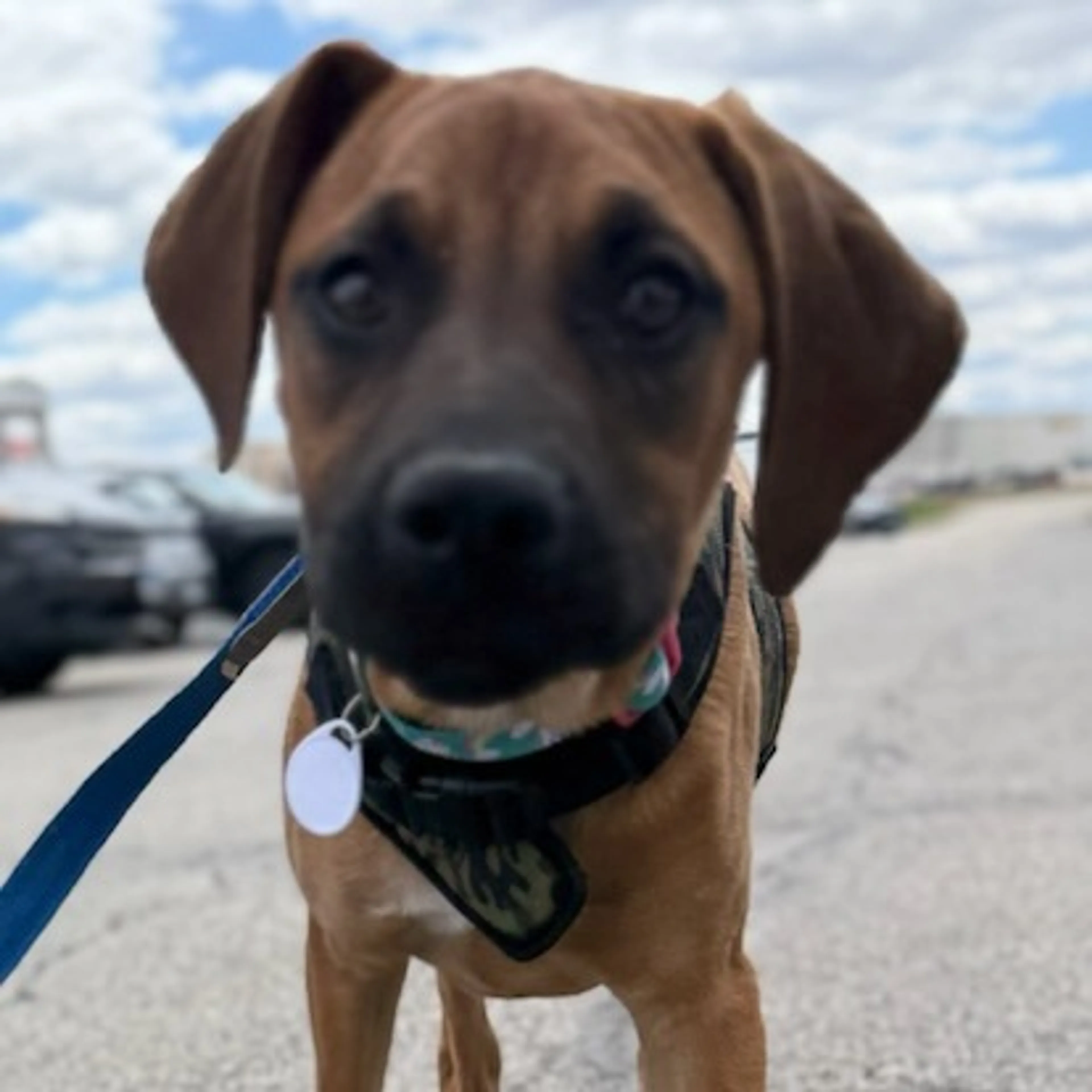 Found pet-11
