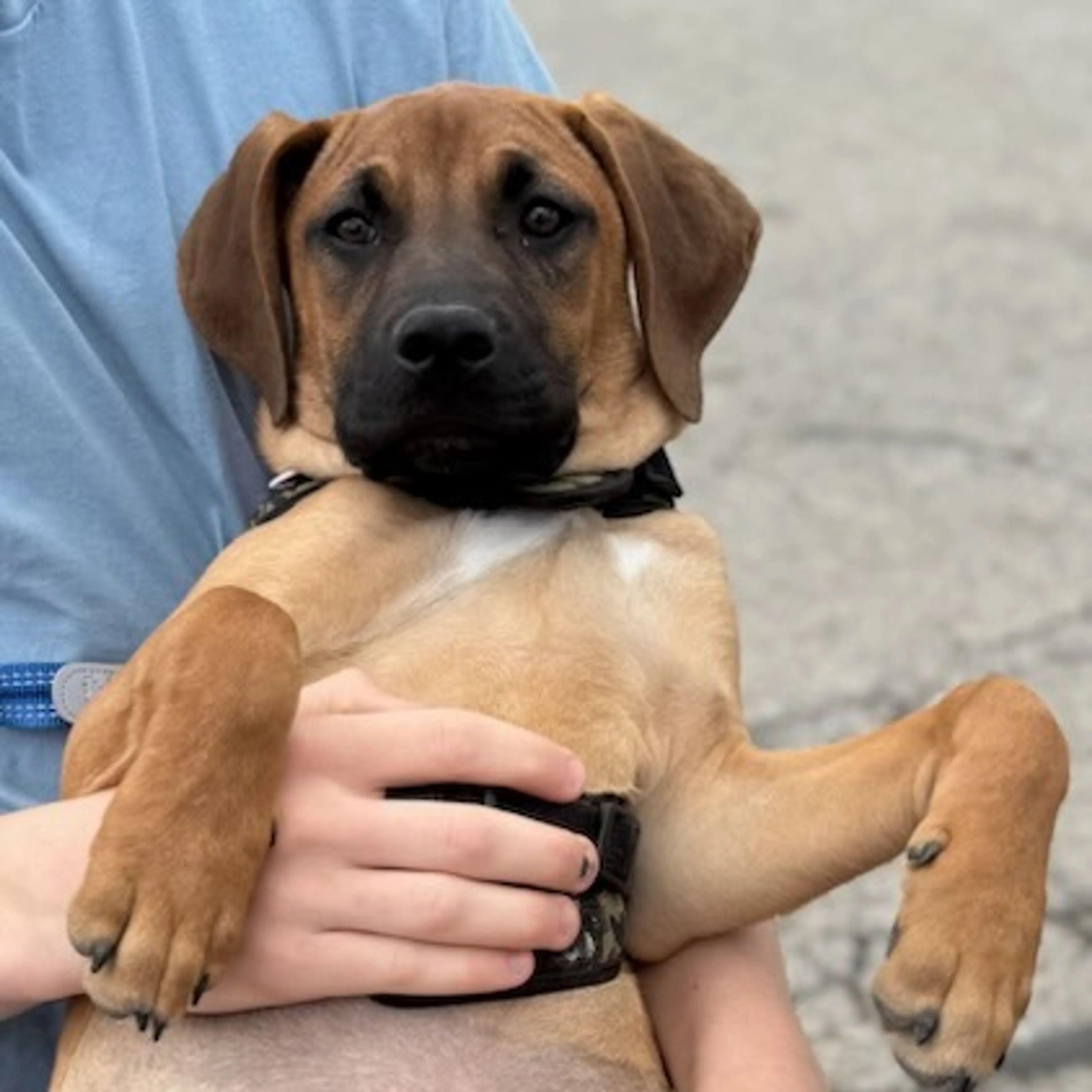 Found pet-16