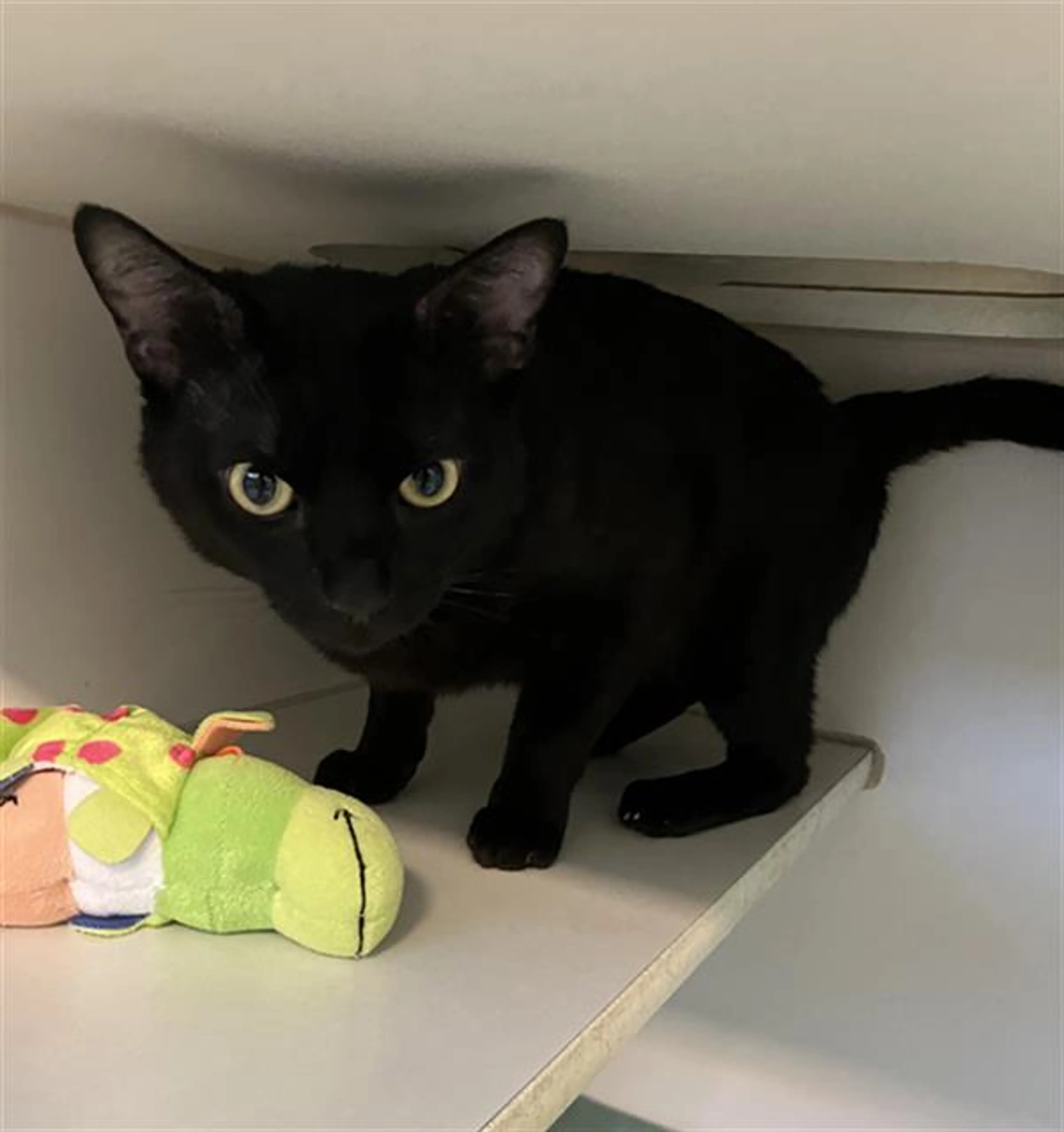 Found pet