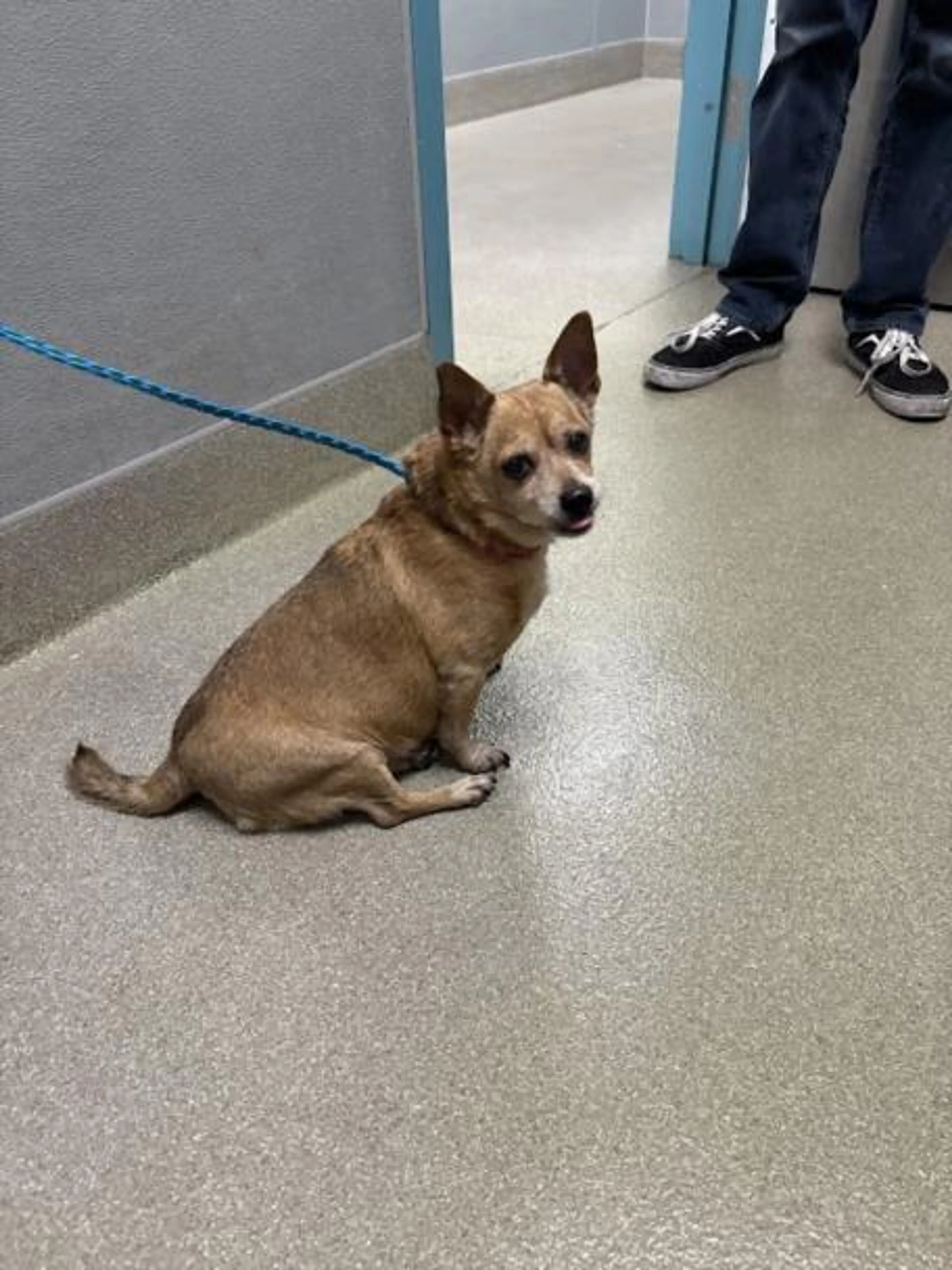 Found pet