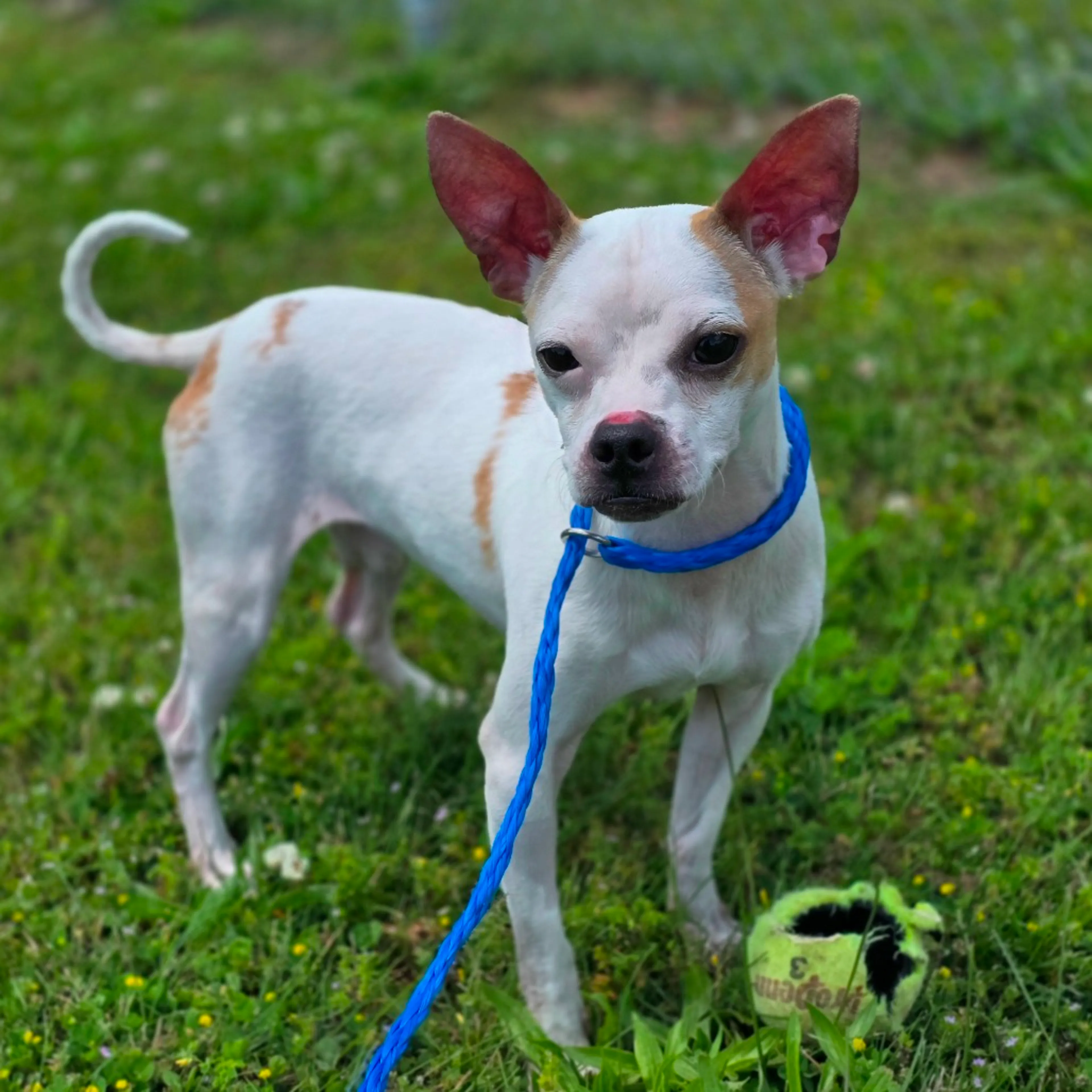Found pet-1