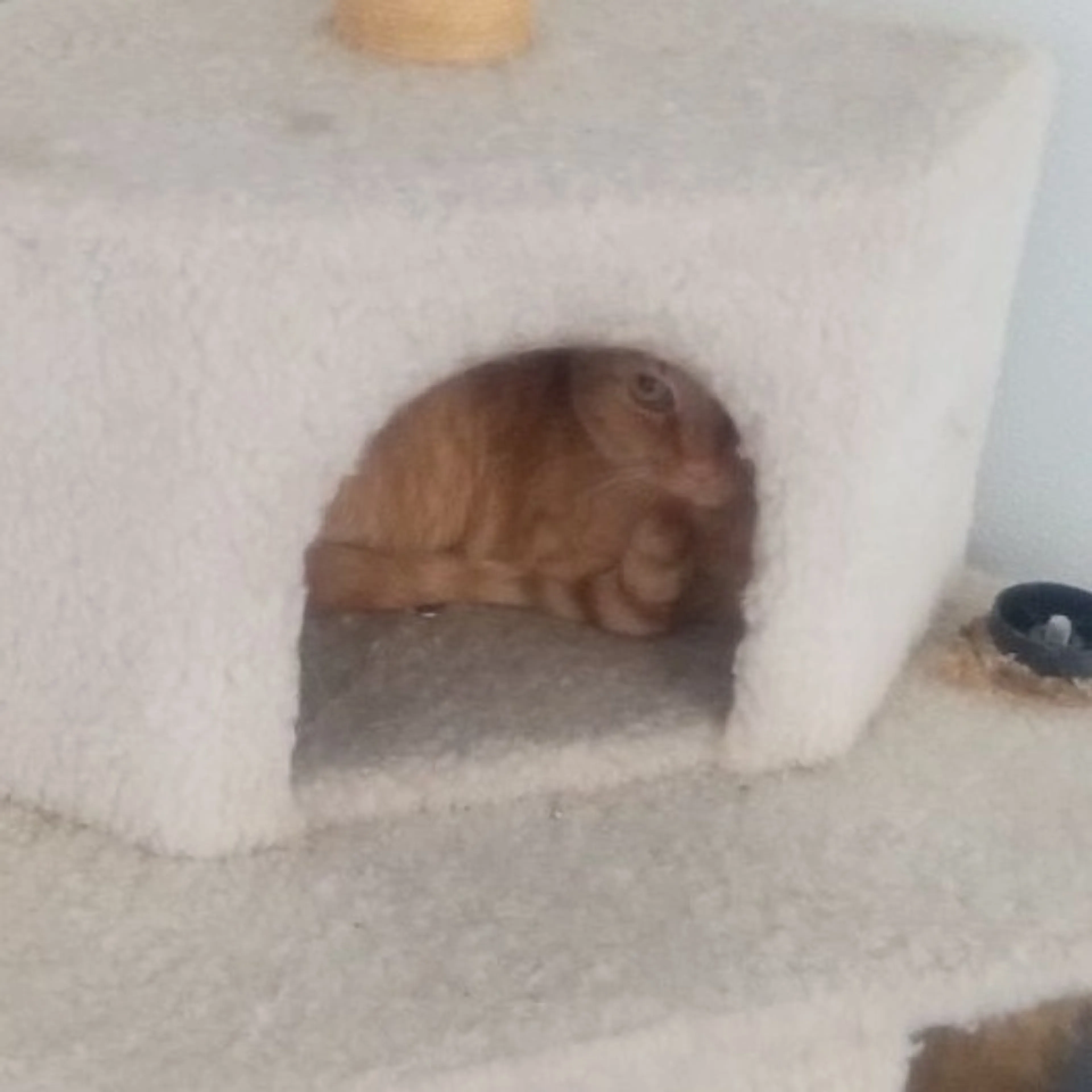 Found pet