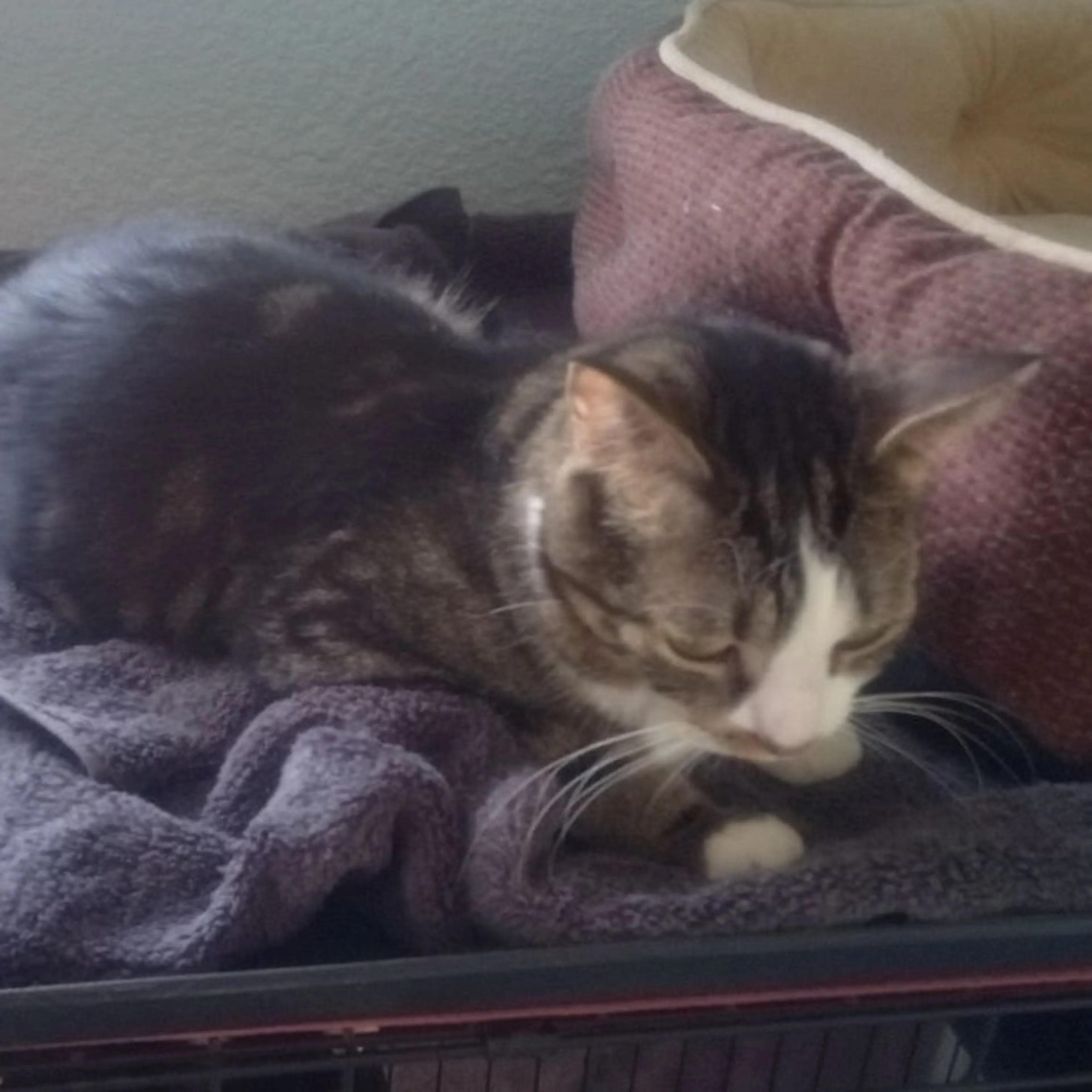 Found pet