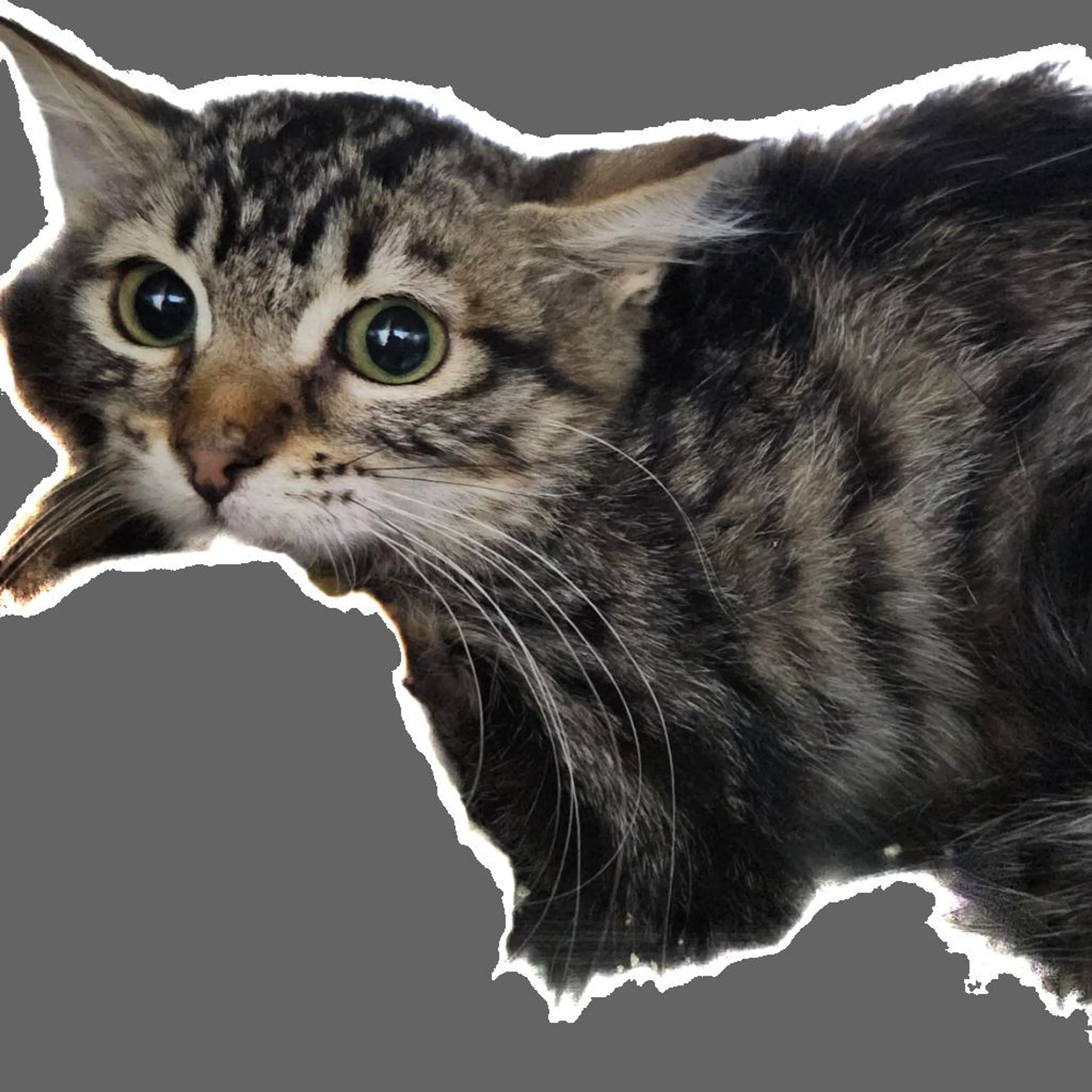cdn image