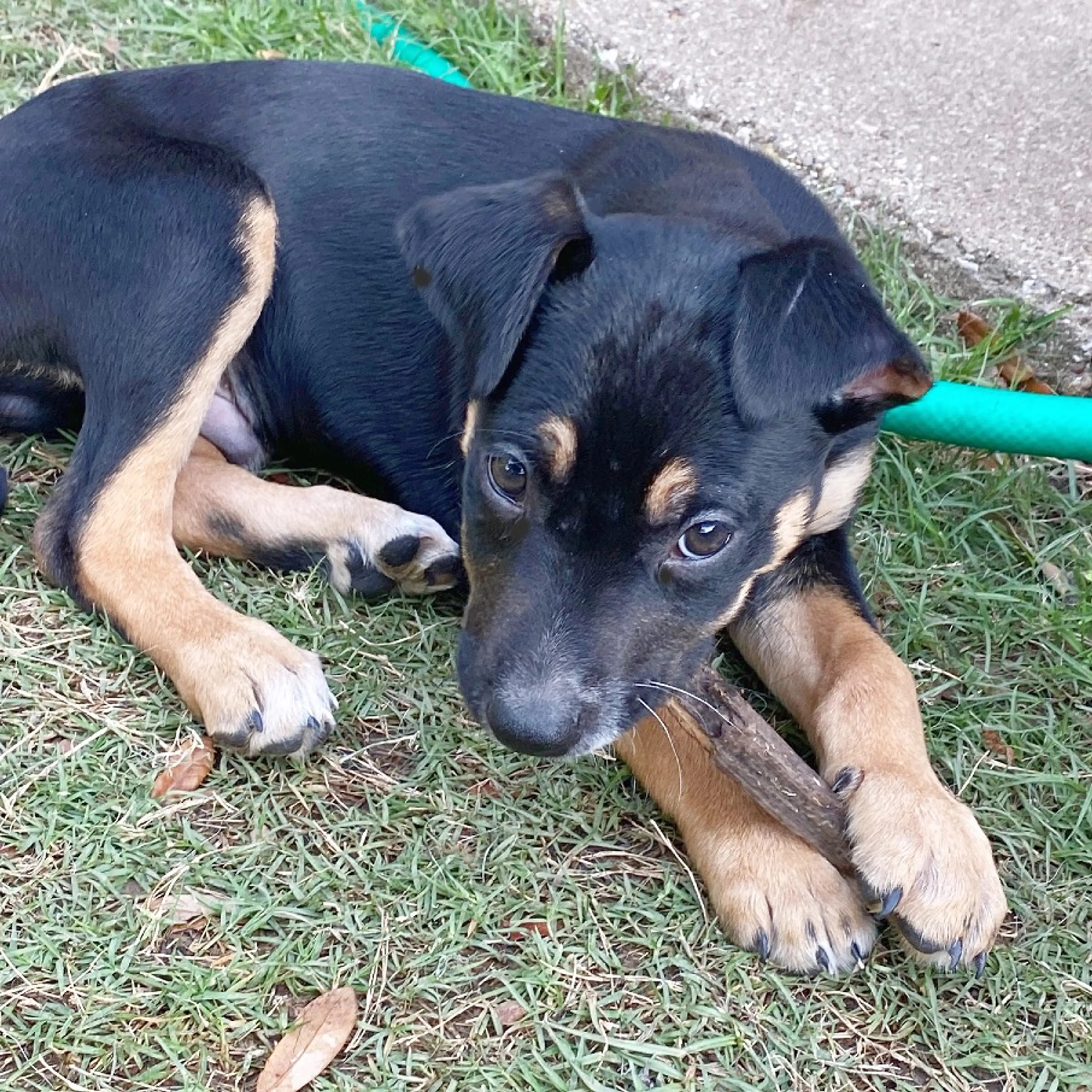 Found pet-2