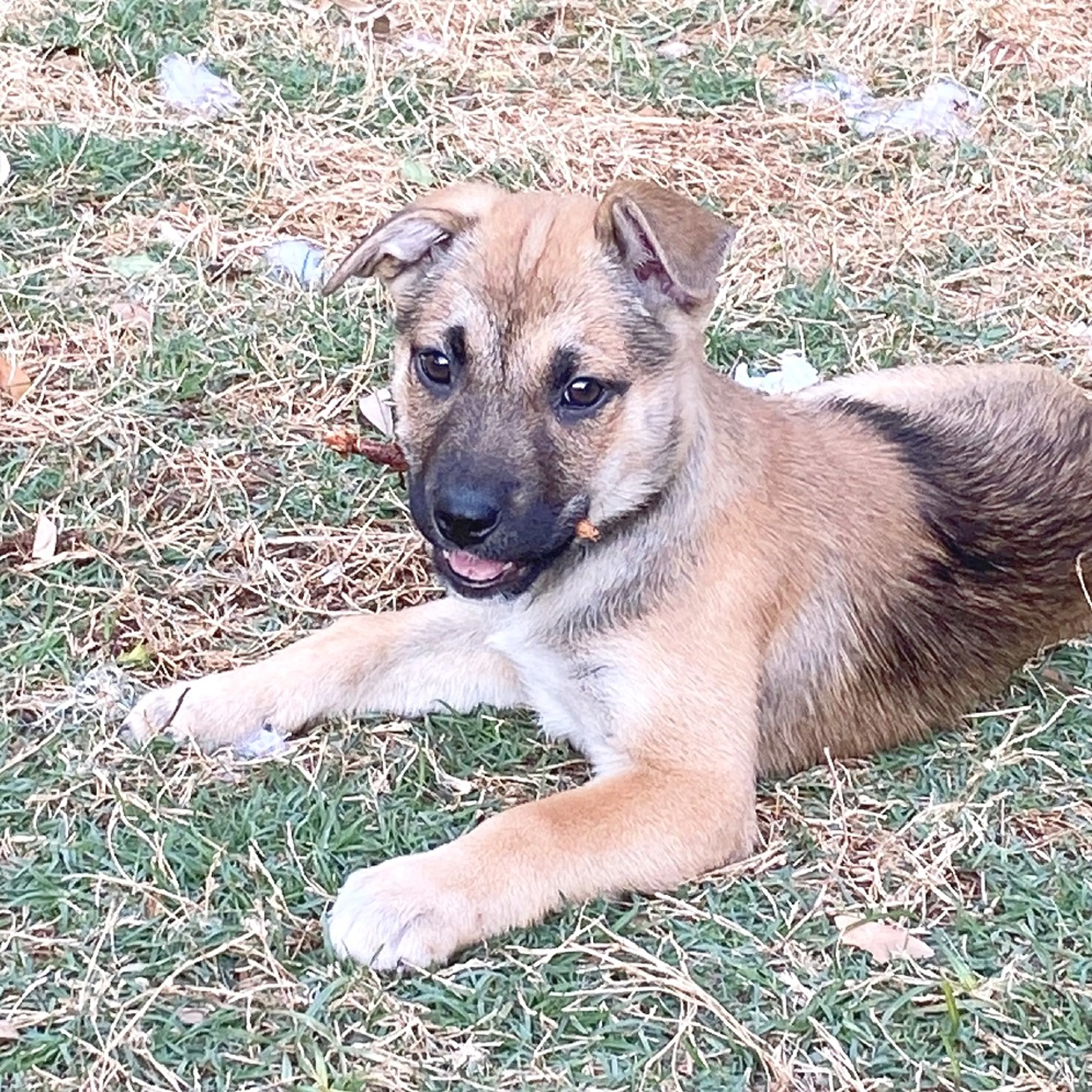 Found pet-2