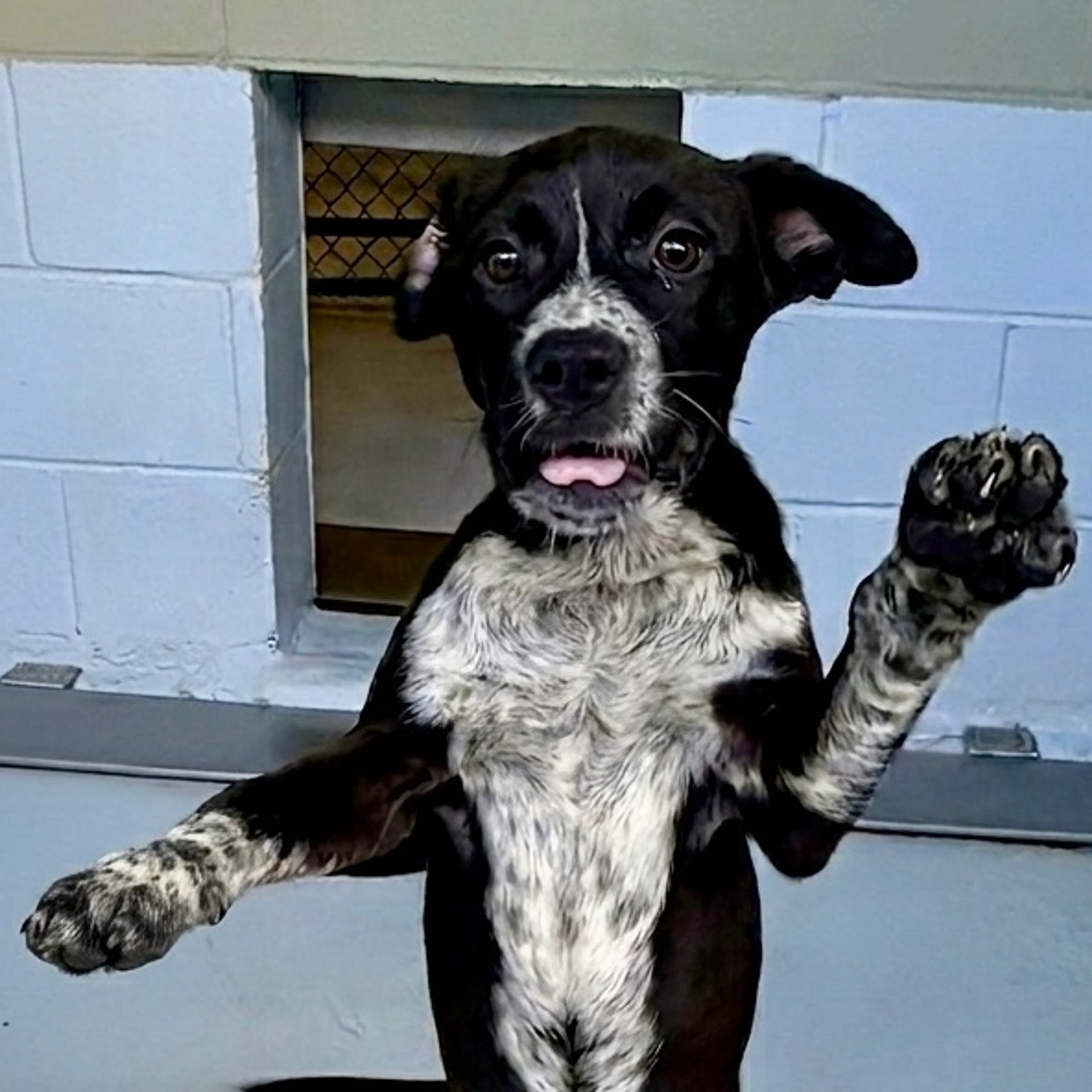 Found pet