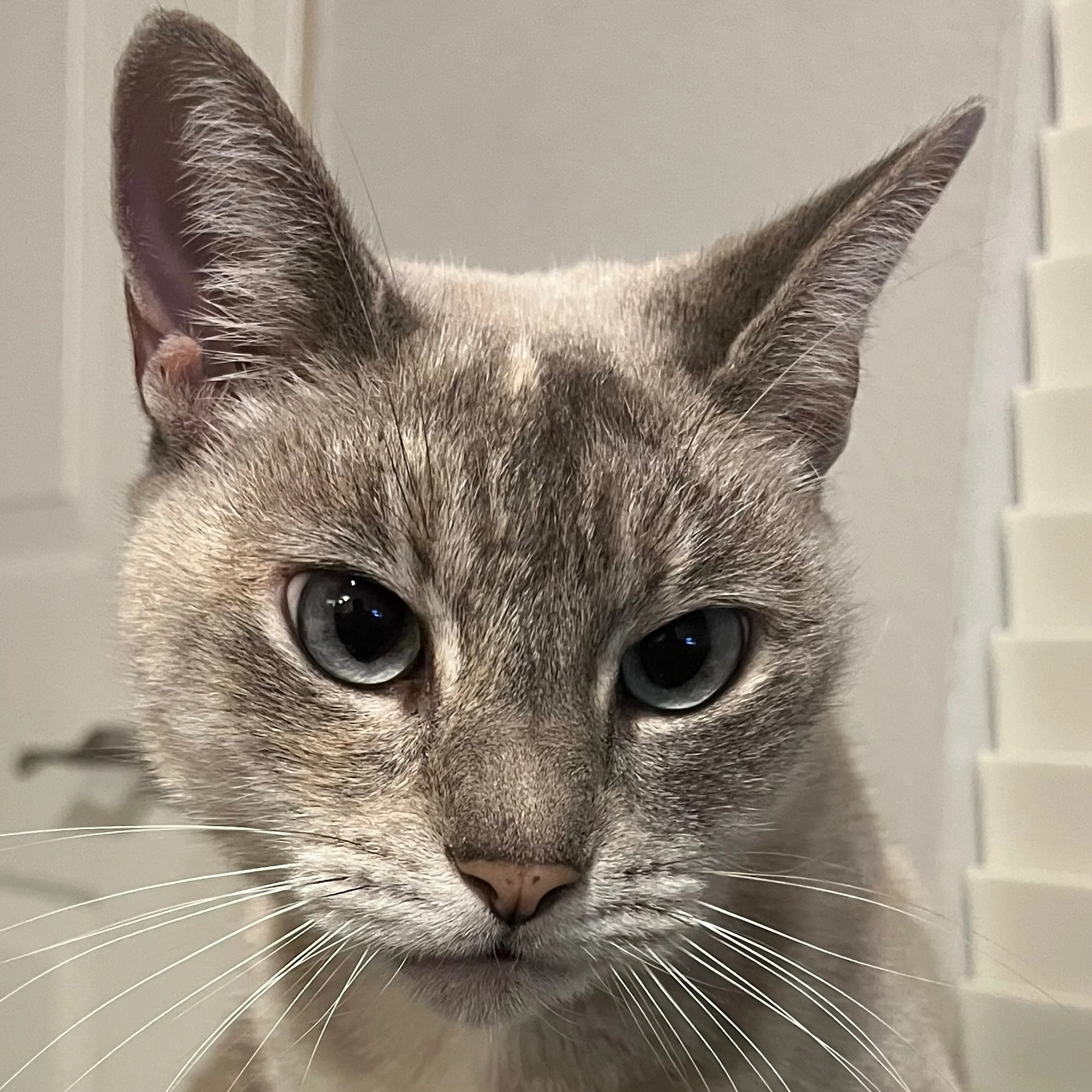 Lost pet-2