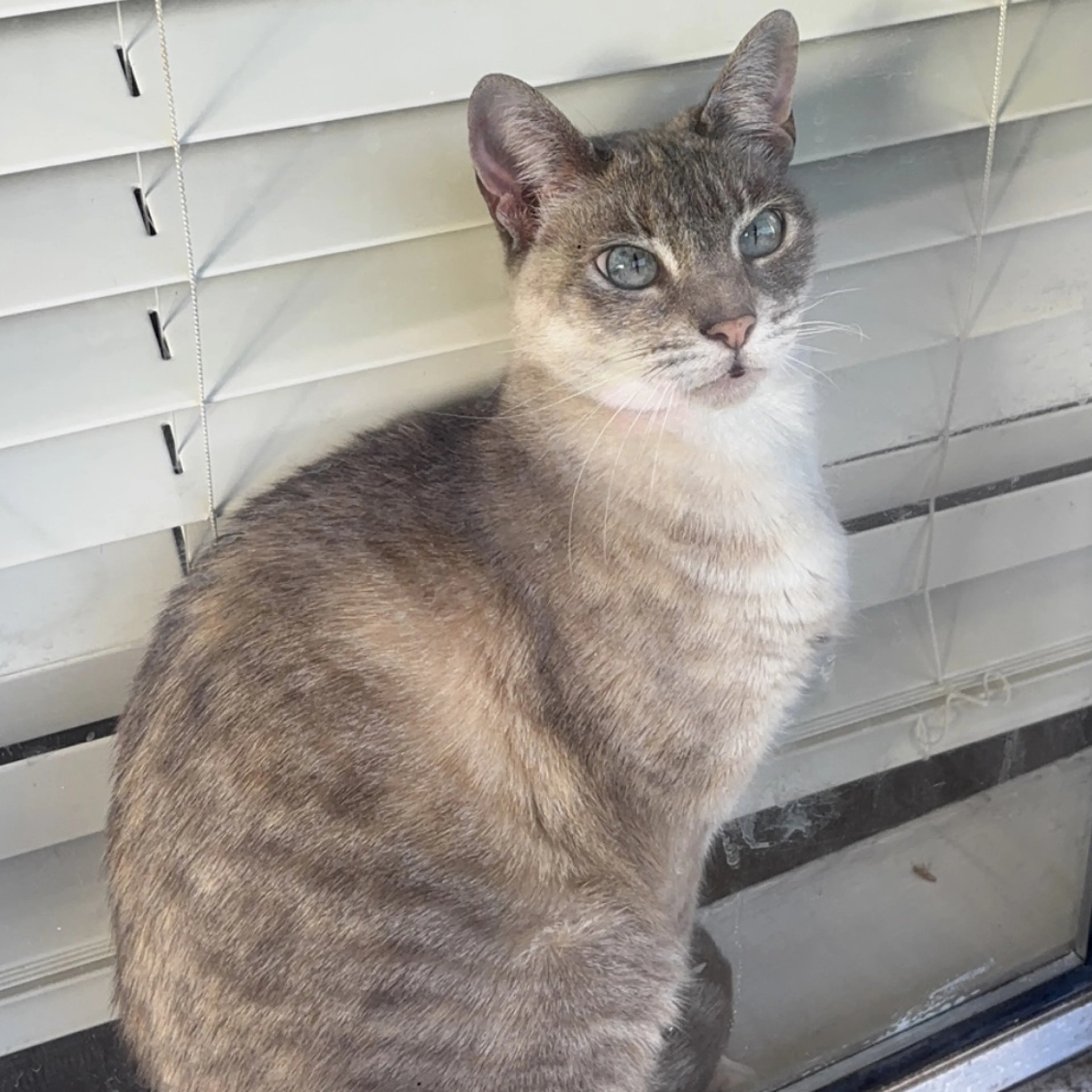 Lost pet-1