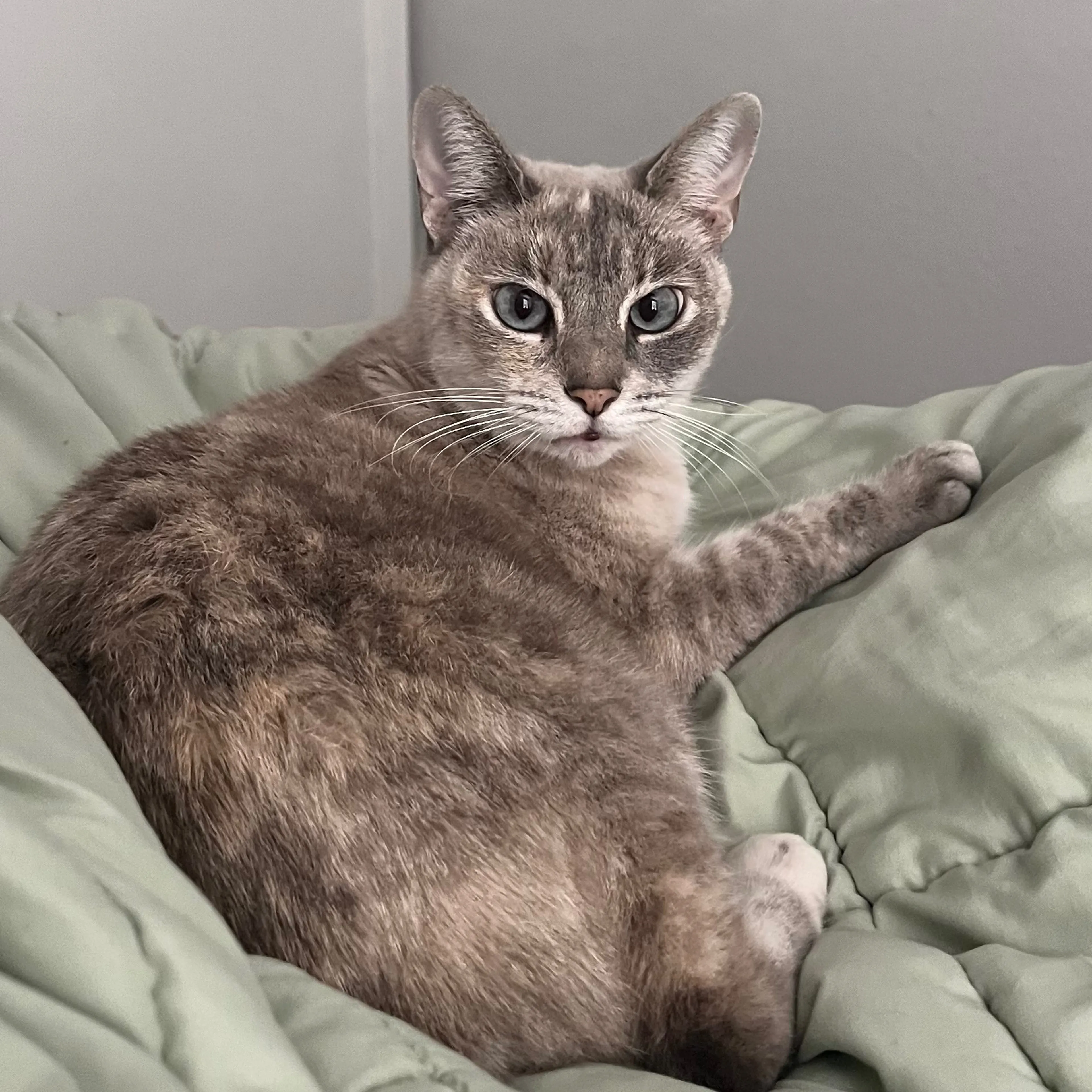 Lost pet-0