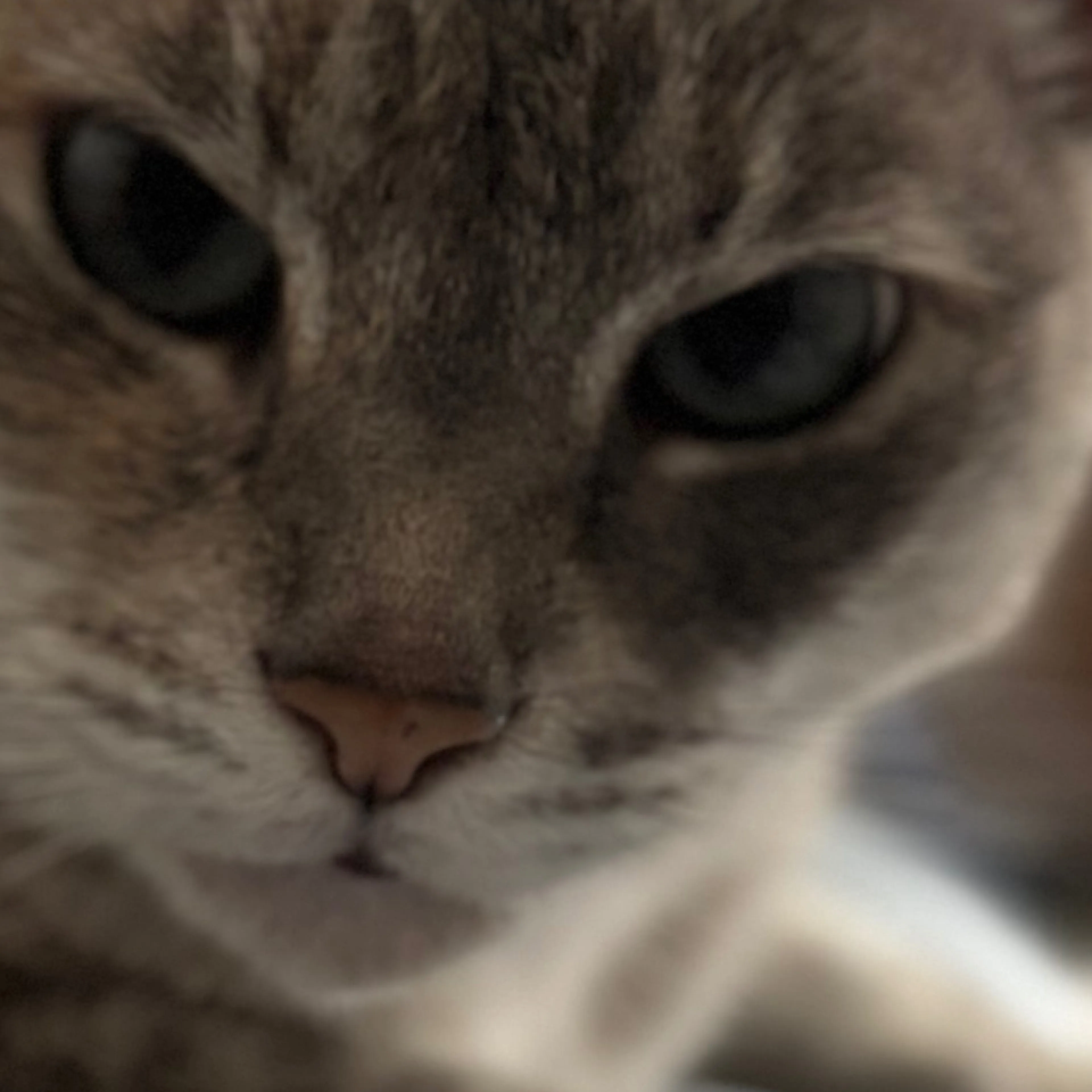 Lost pet-3
