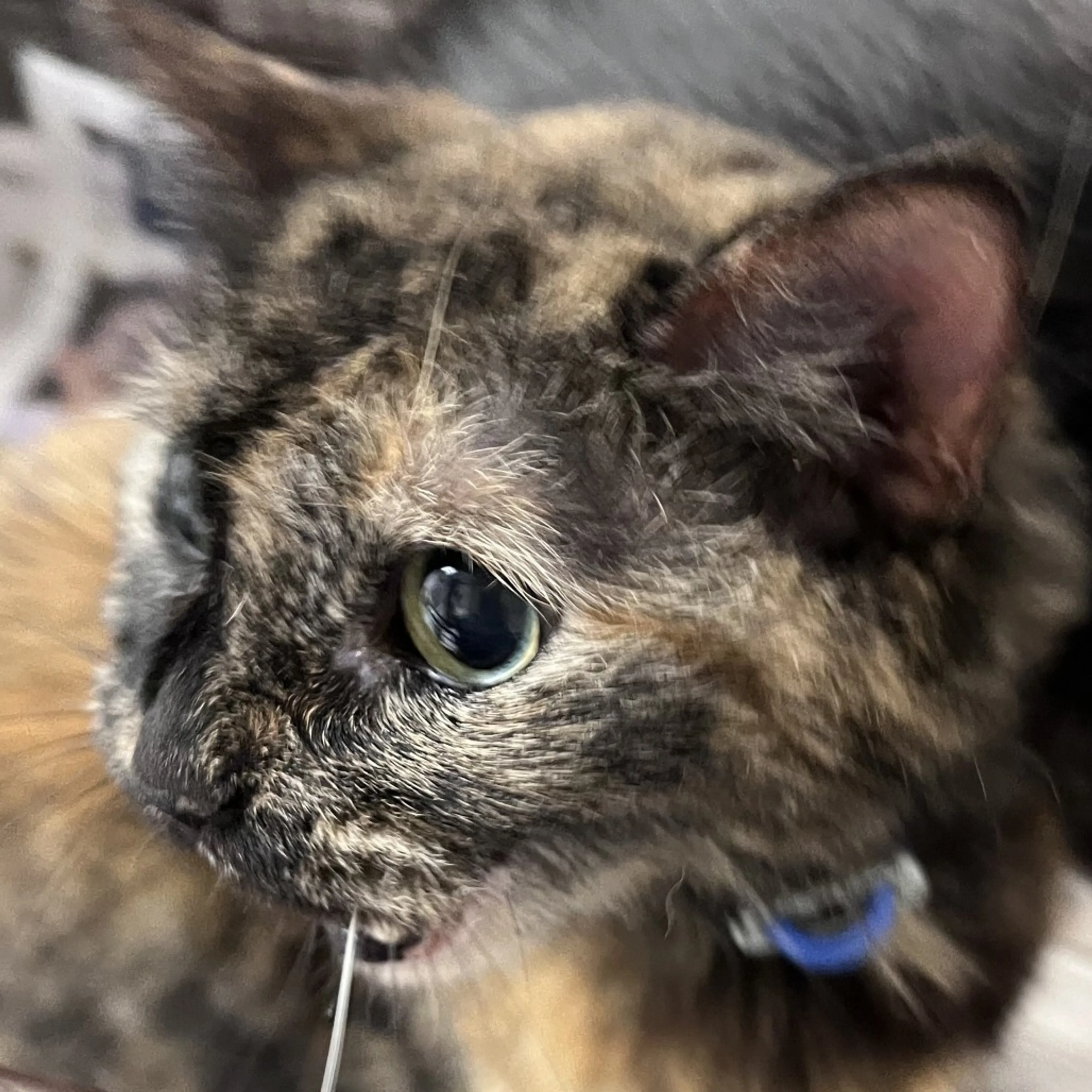 Found pet-1