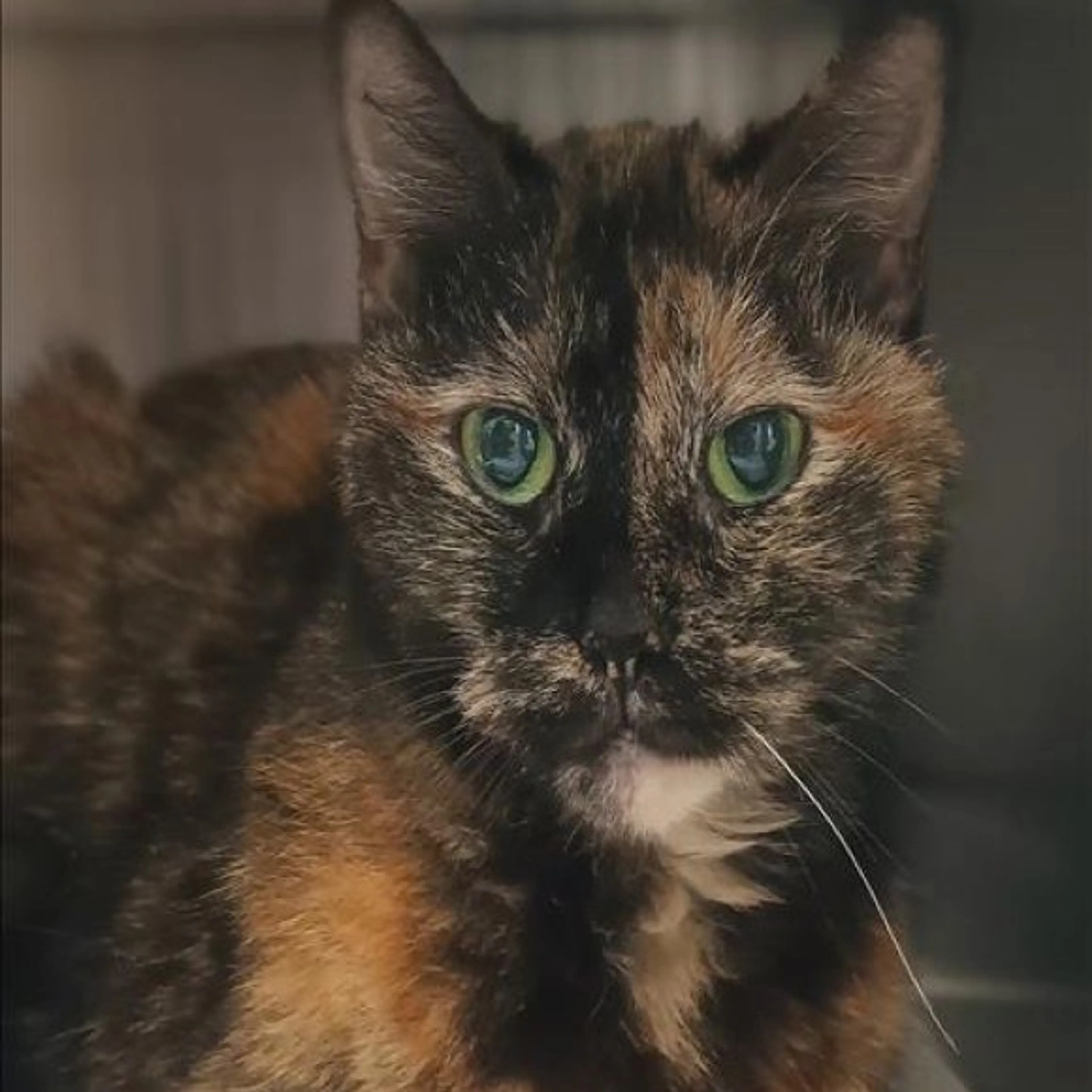 Found pet-0