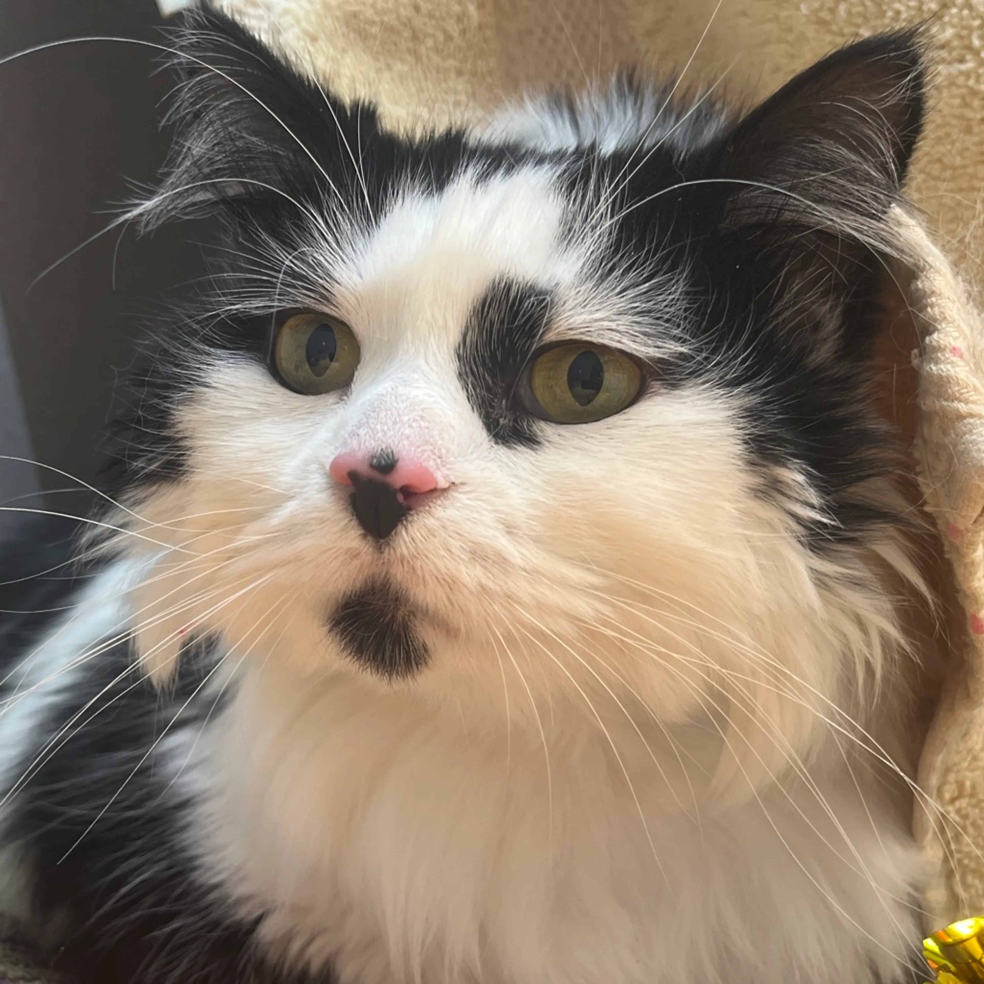 Found pet-1