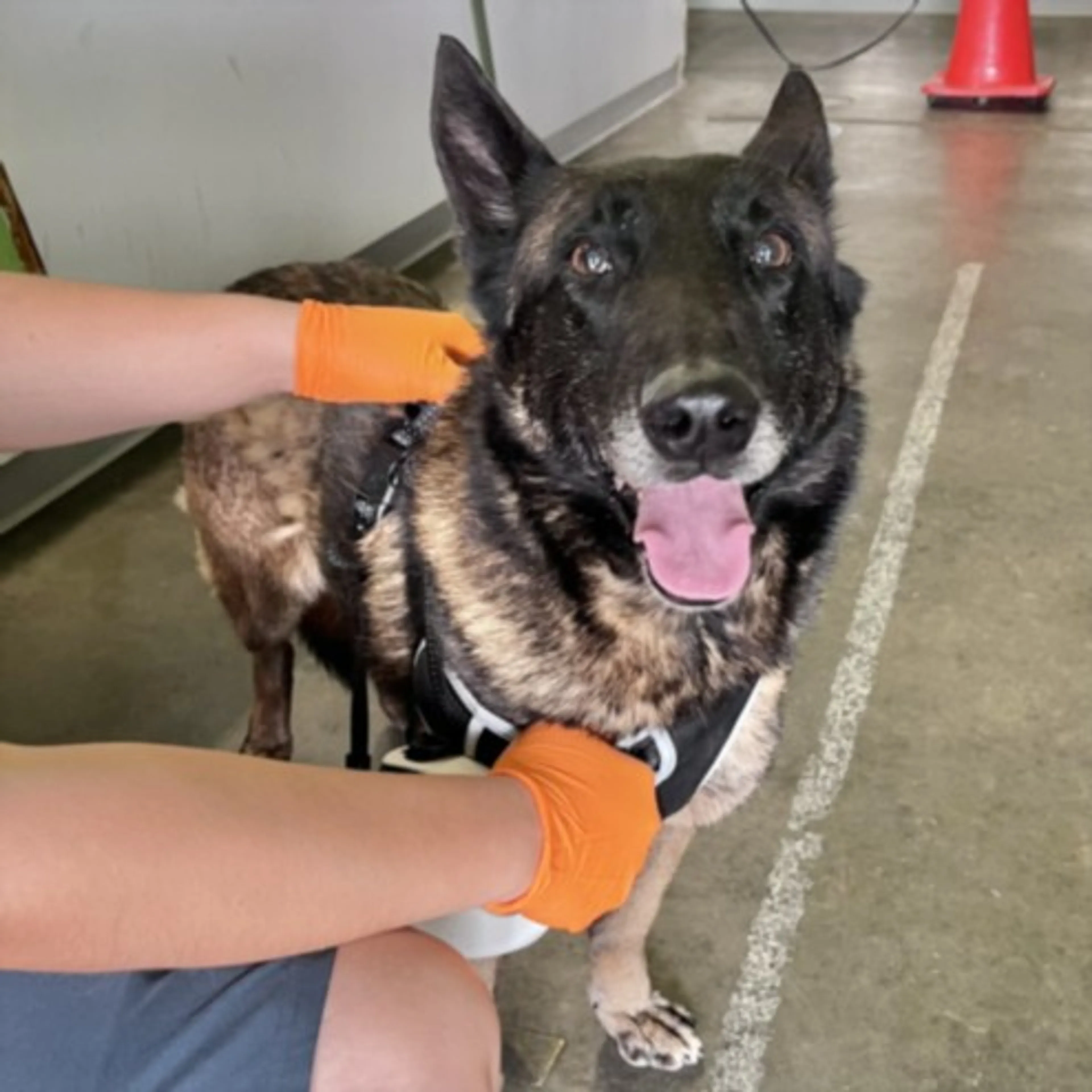 Found pet