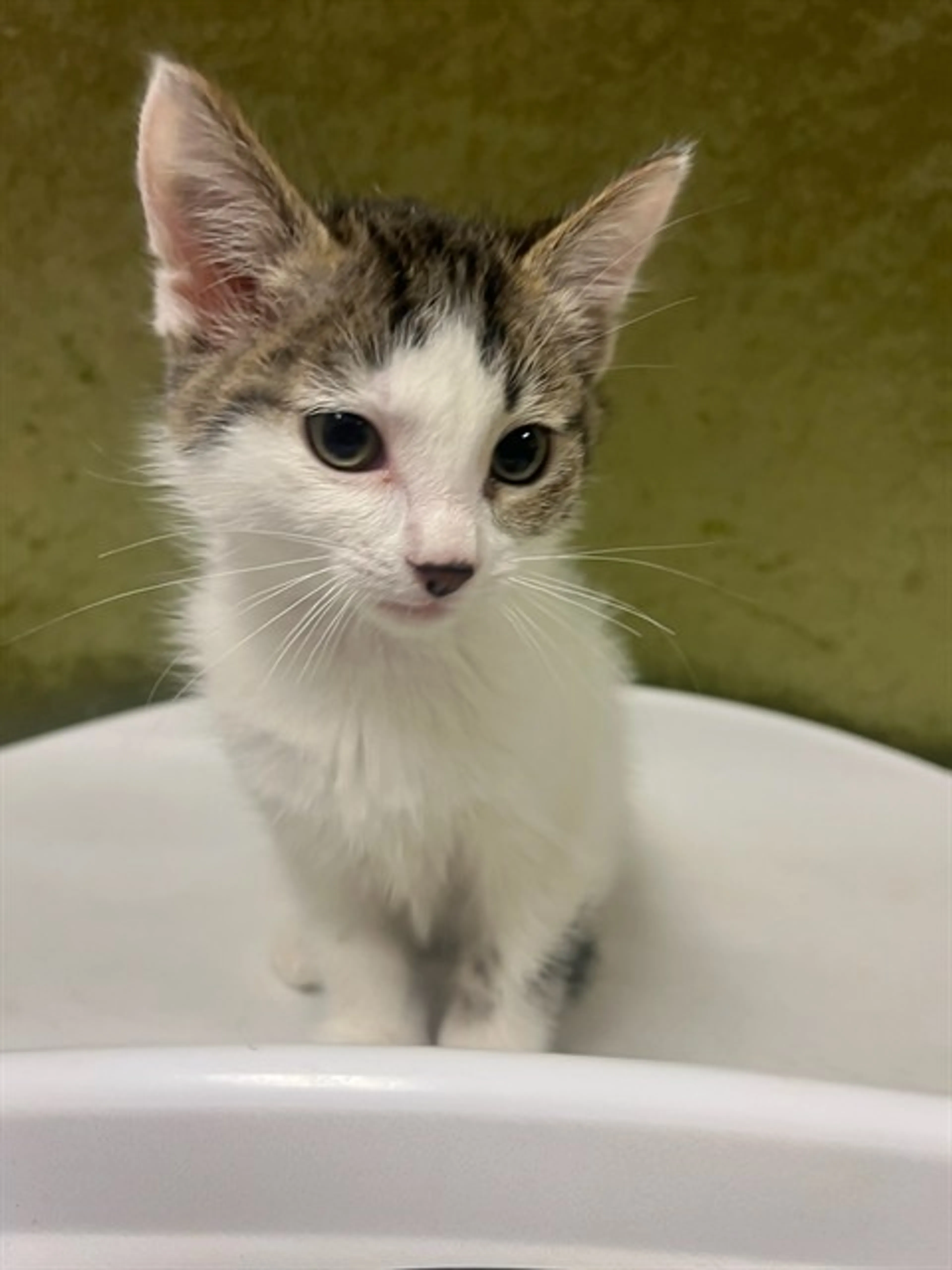 Found pet