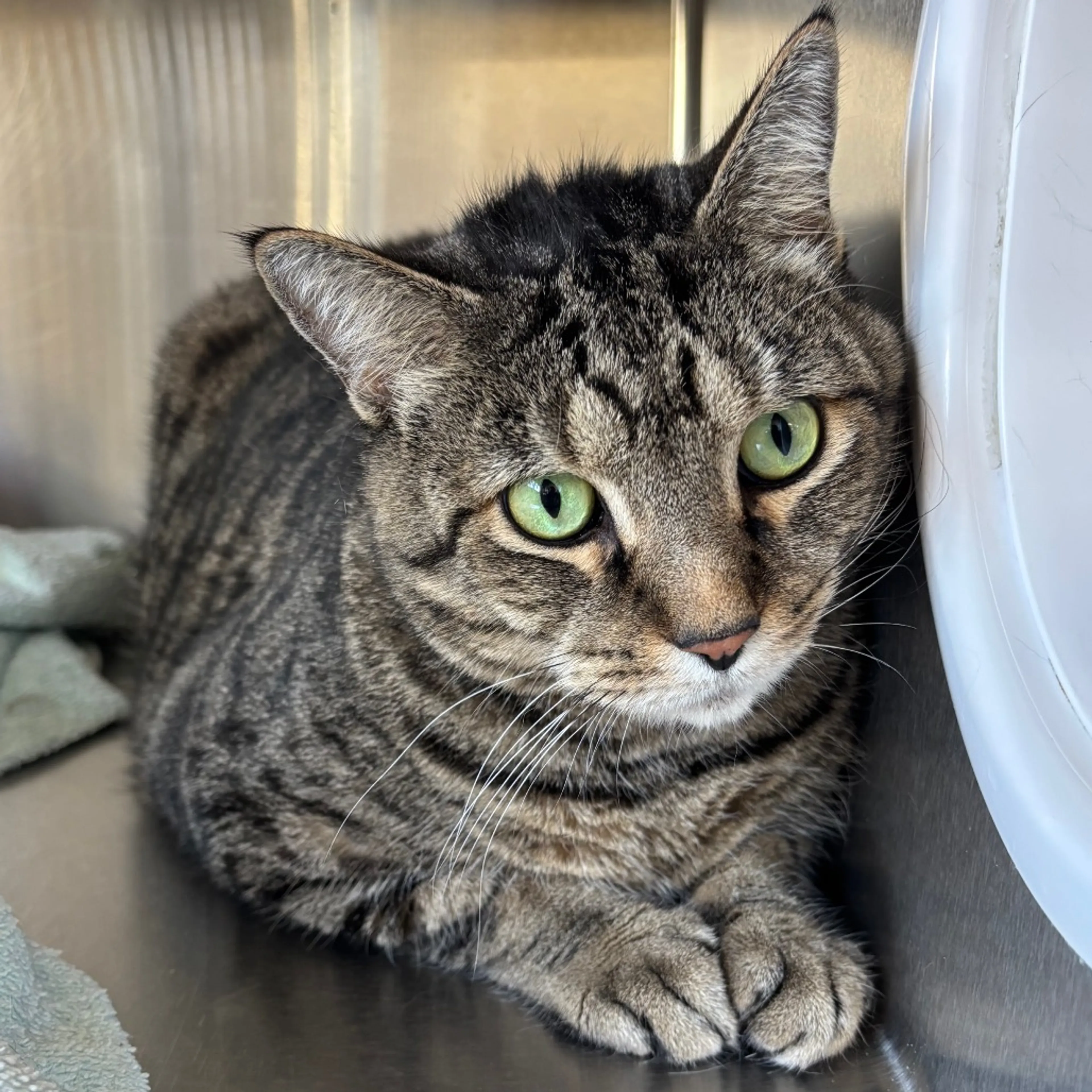 Found pet-4