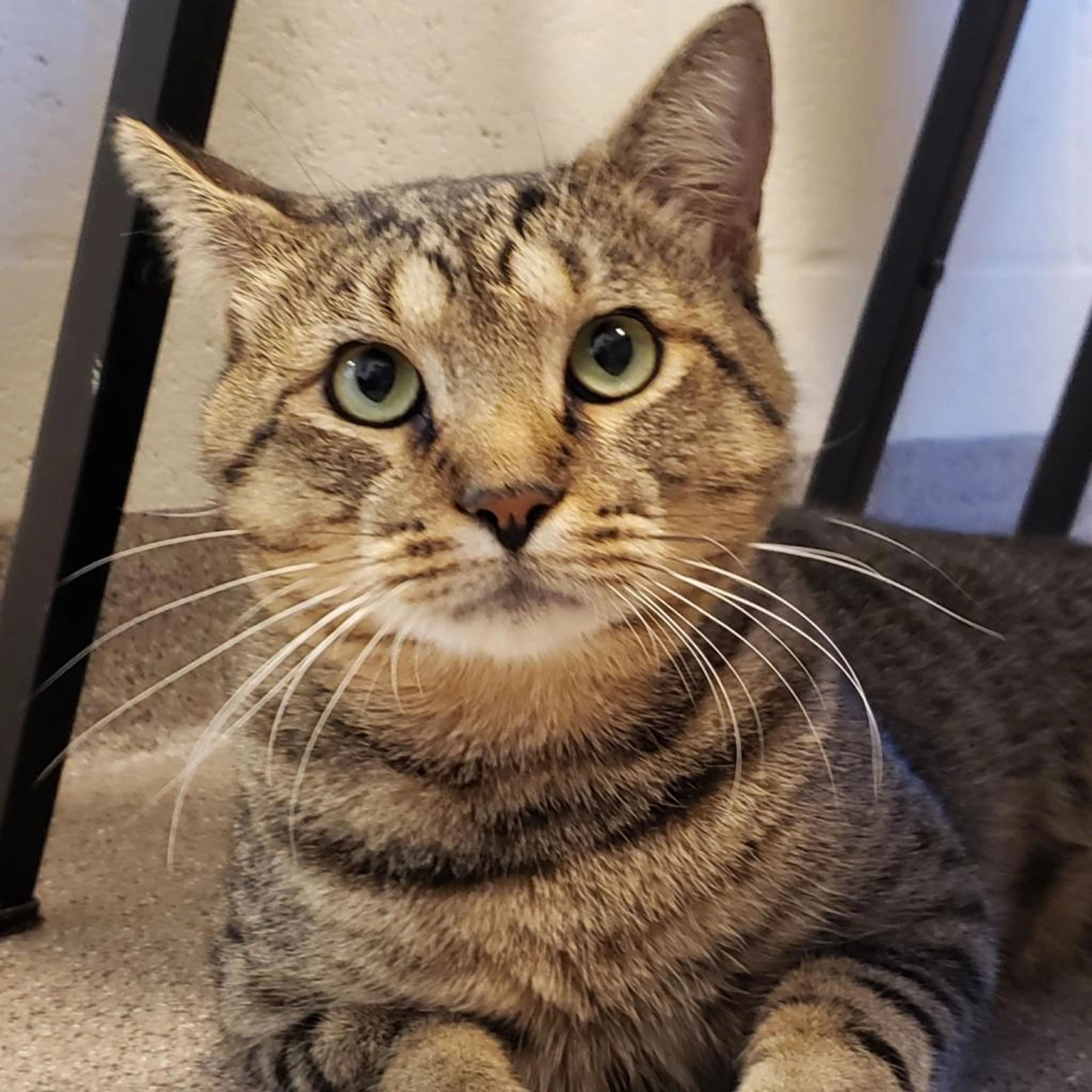Found pet-2