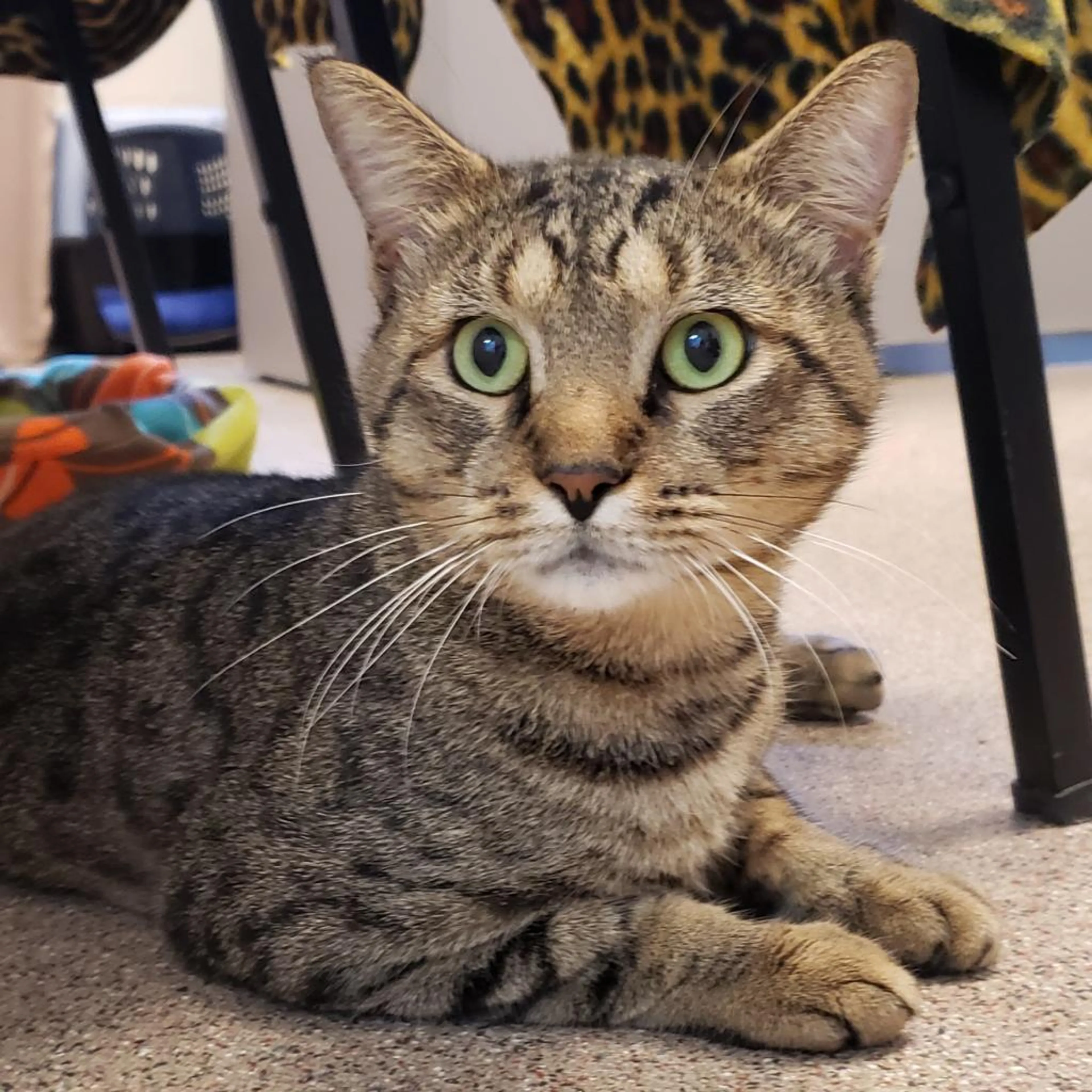 Found pet-1