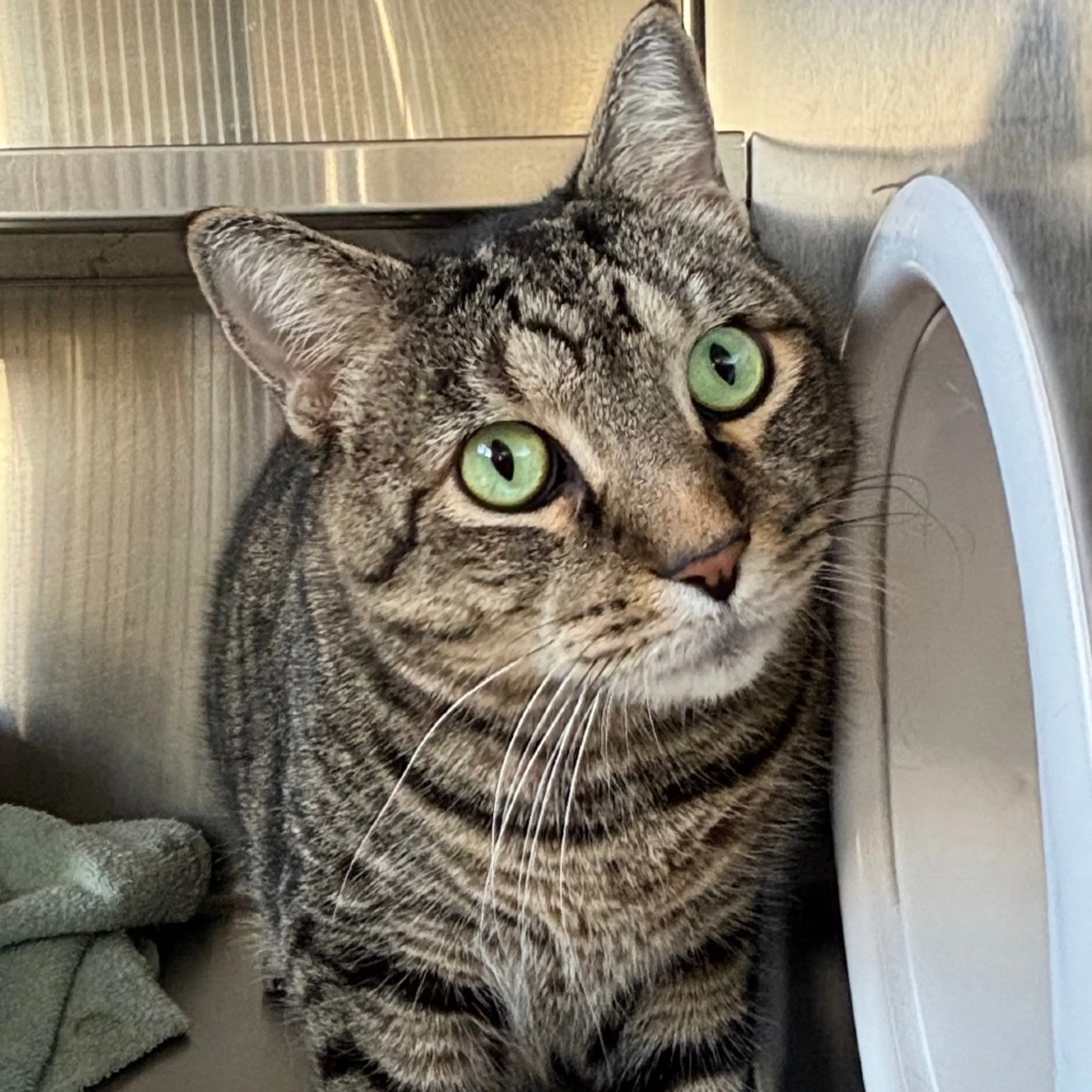 Found pet-3
