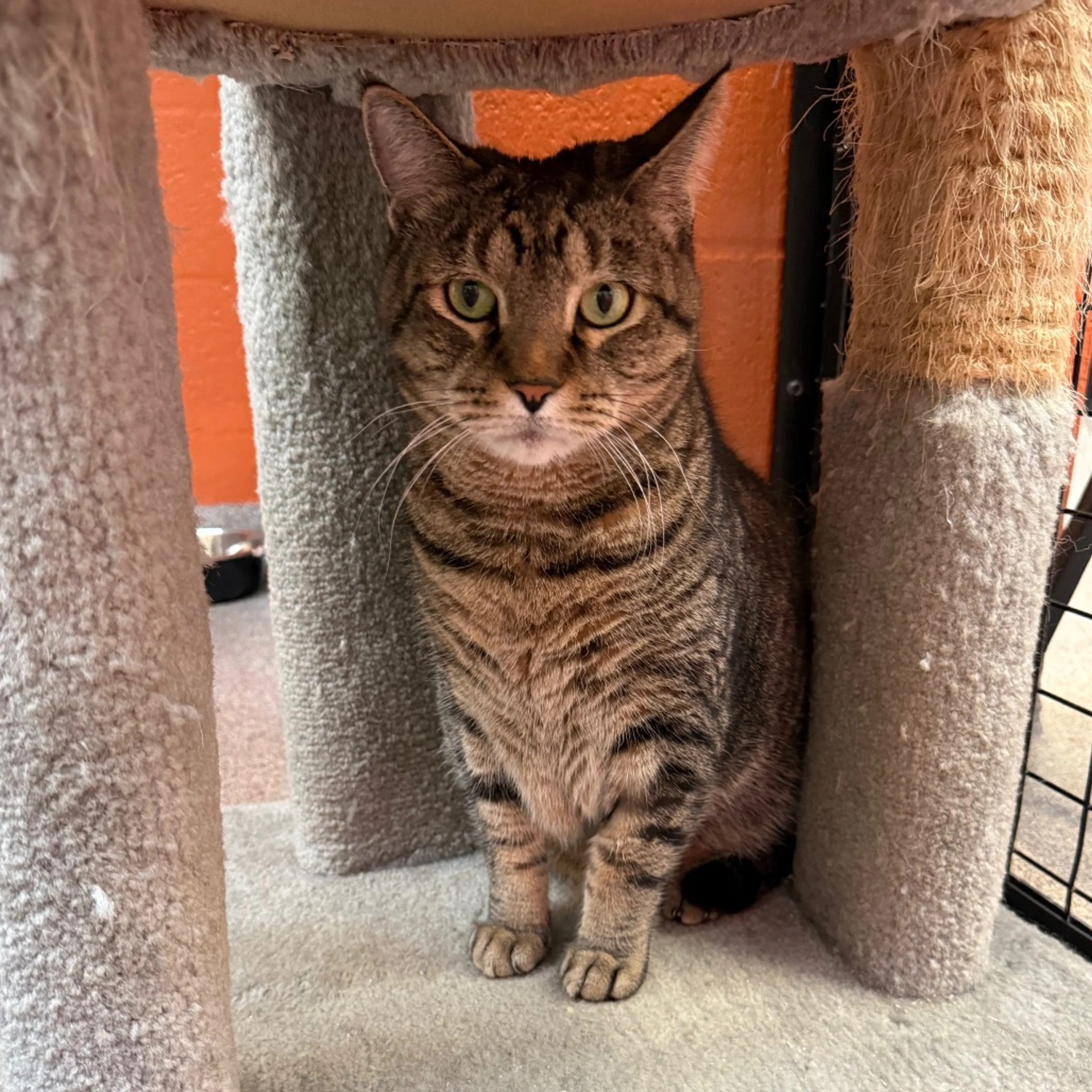 Found pet-6