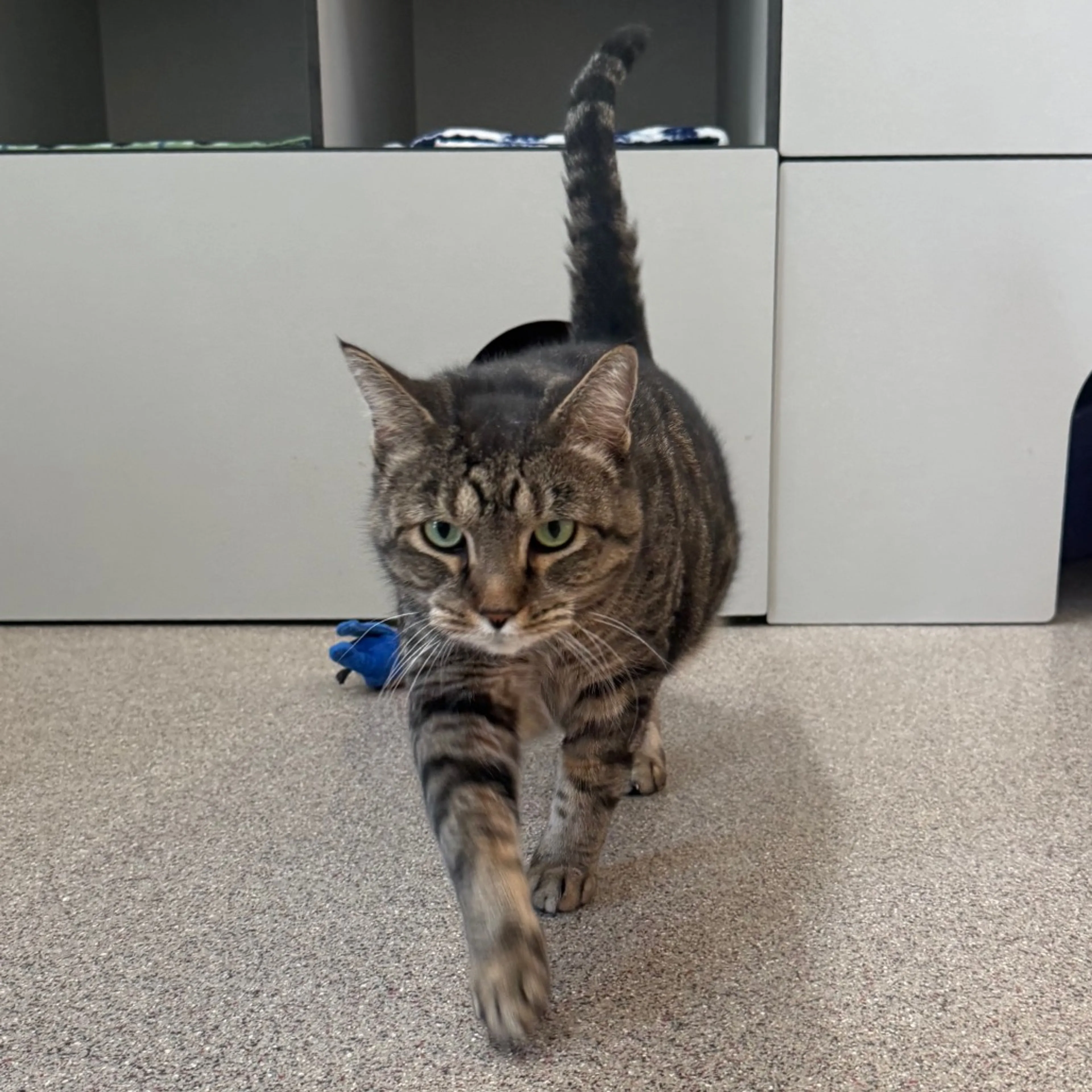 Found pet-5