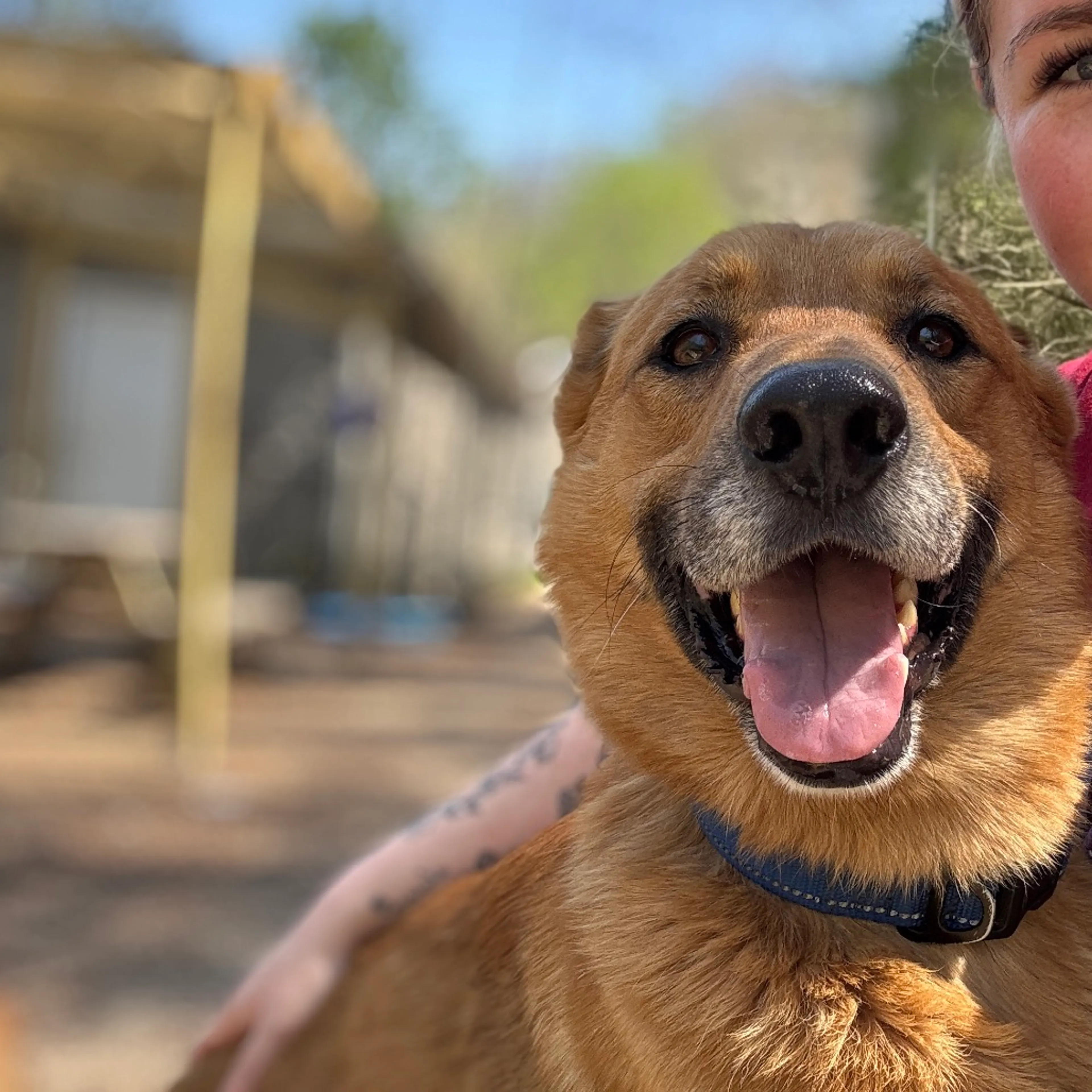 Found pet-1