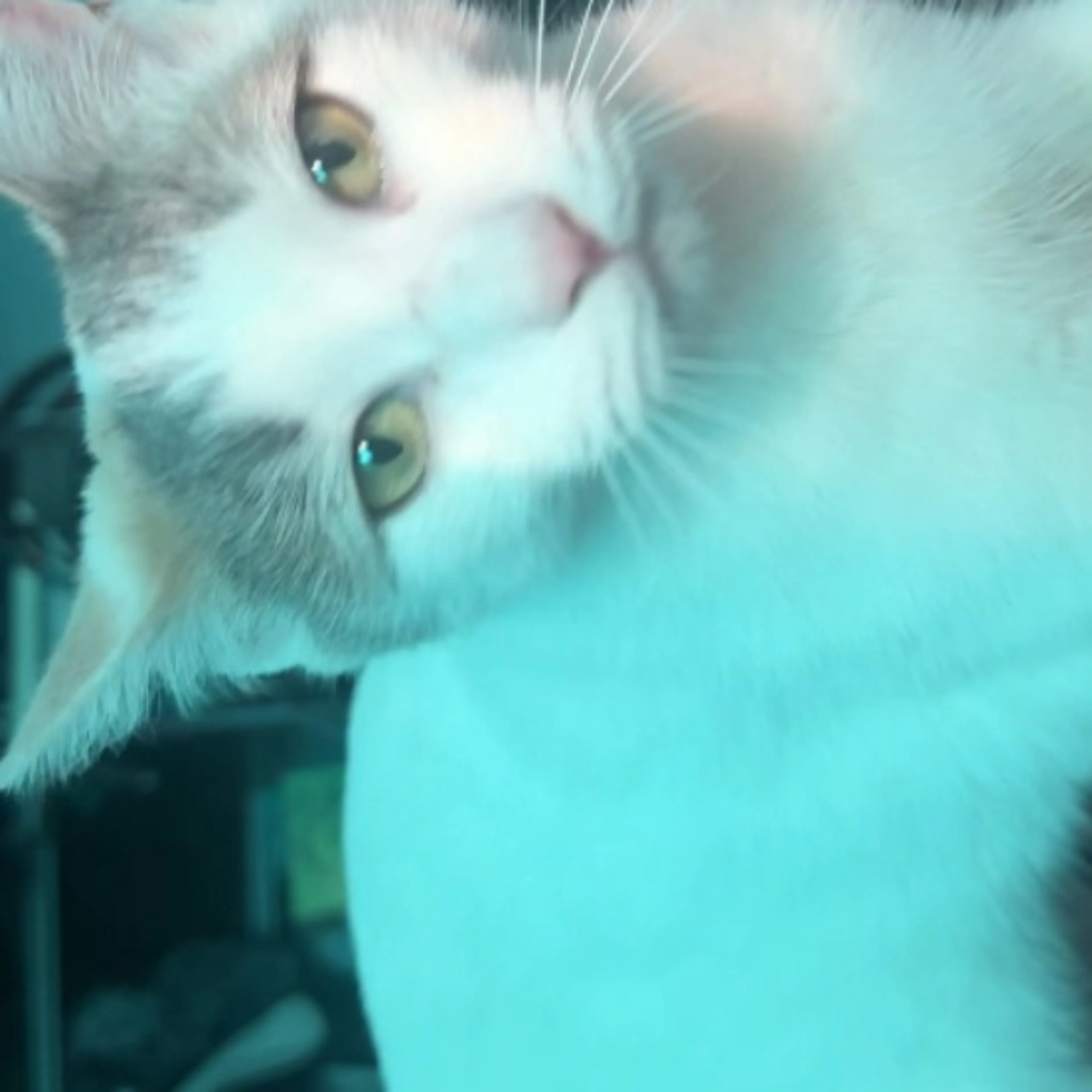 Lost pet