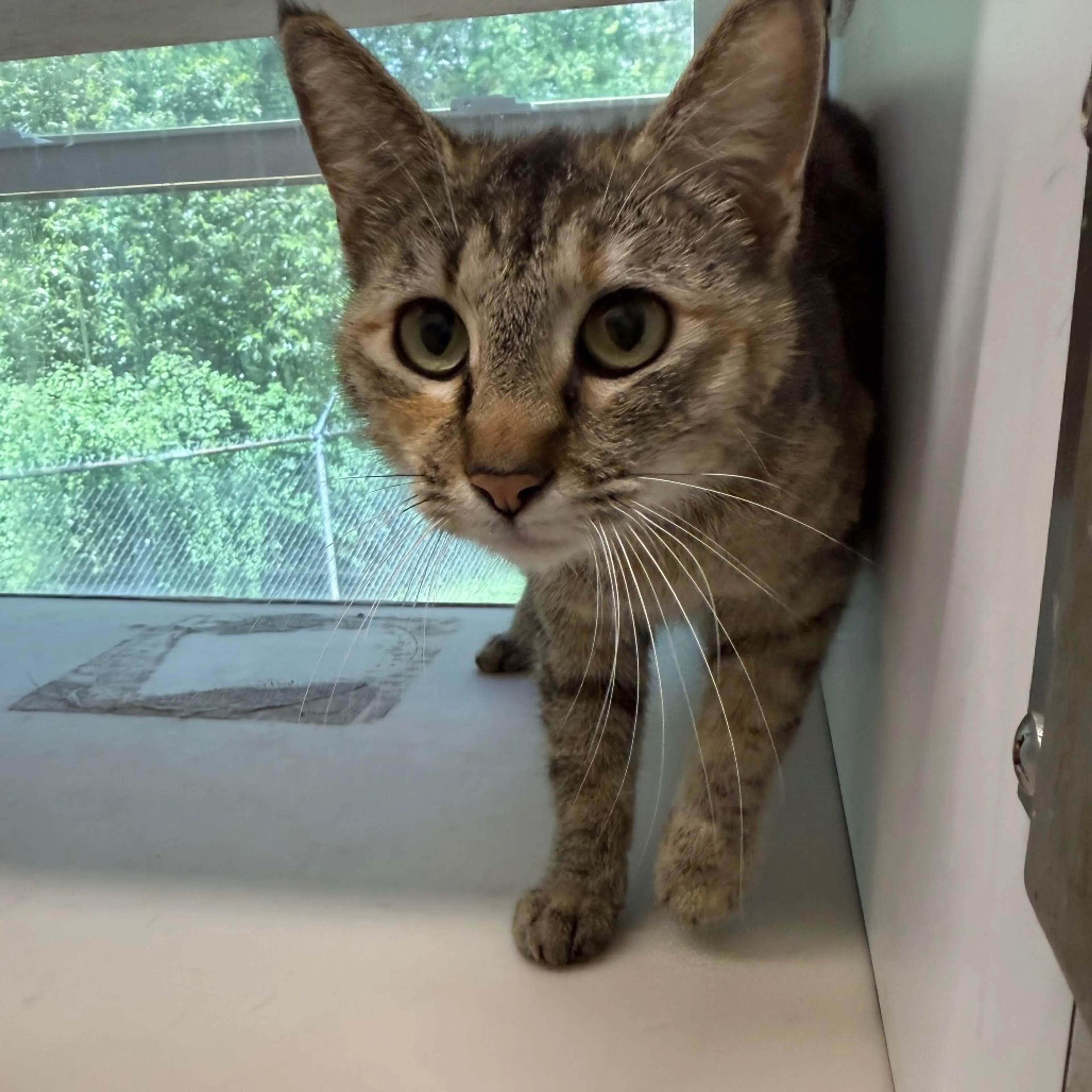Found pet-1