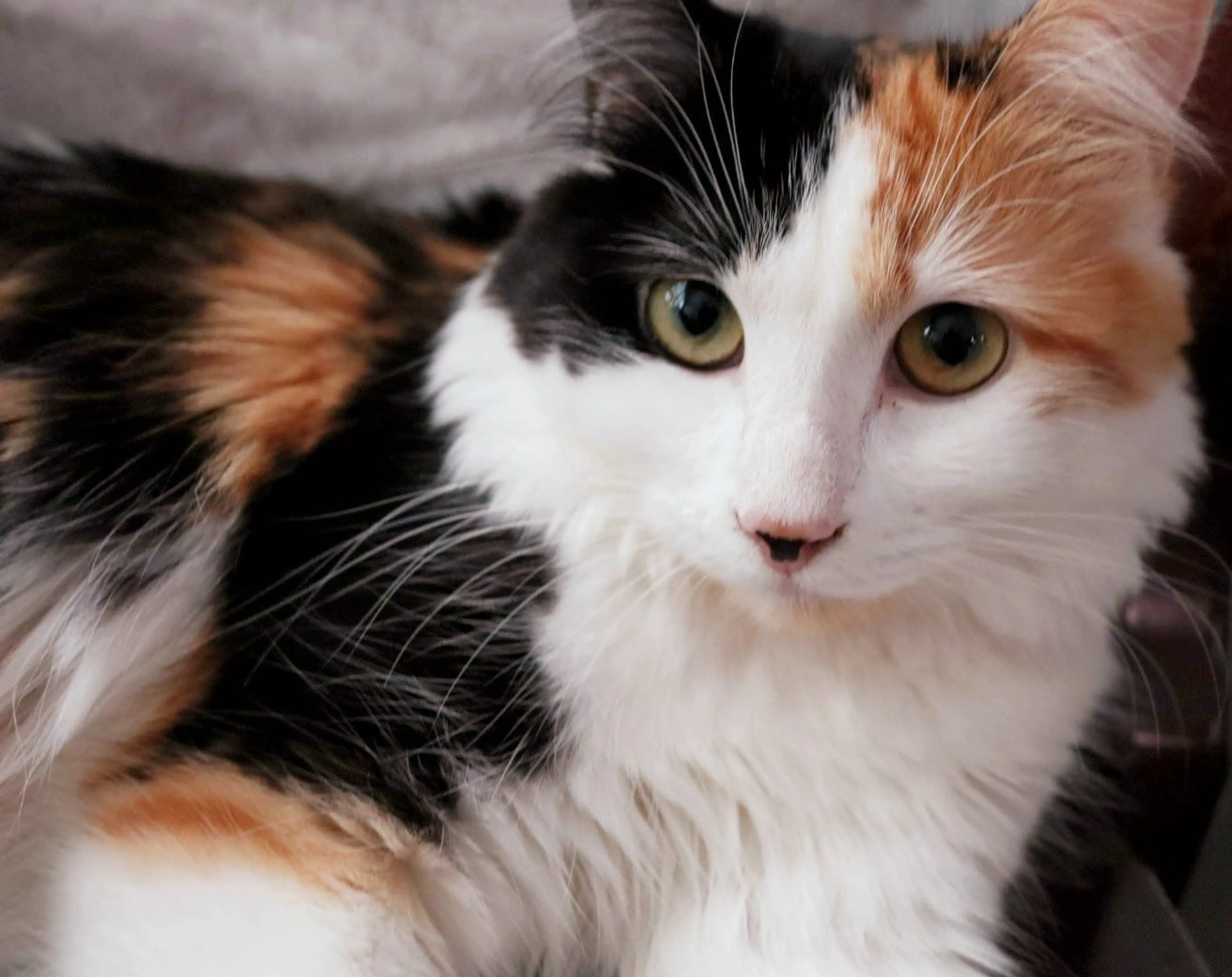 Lost pet