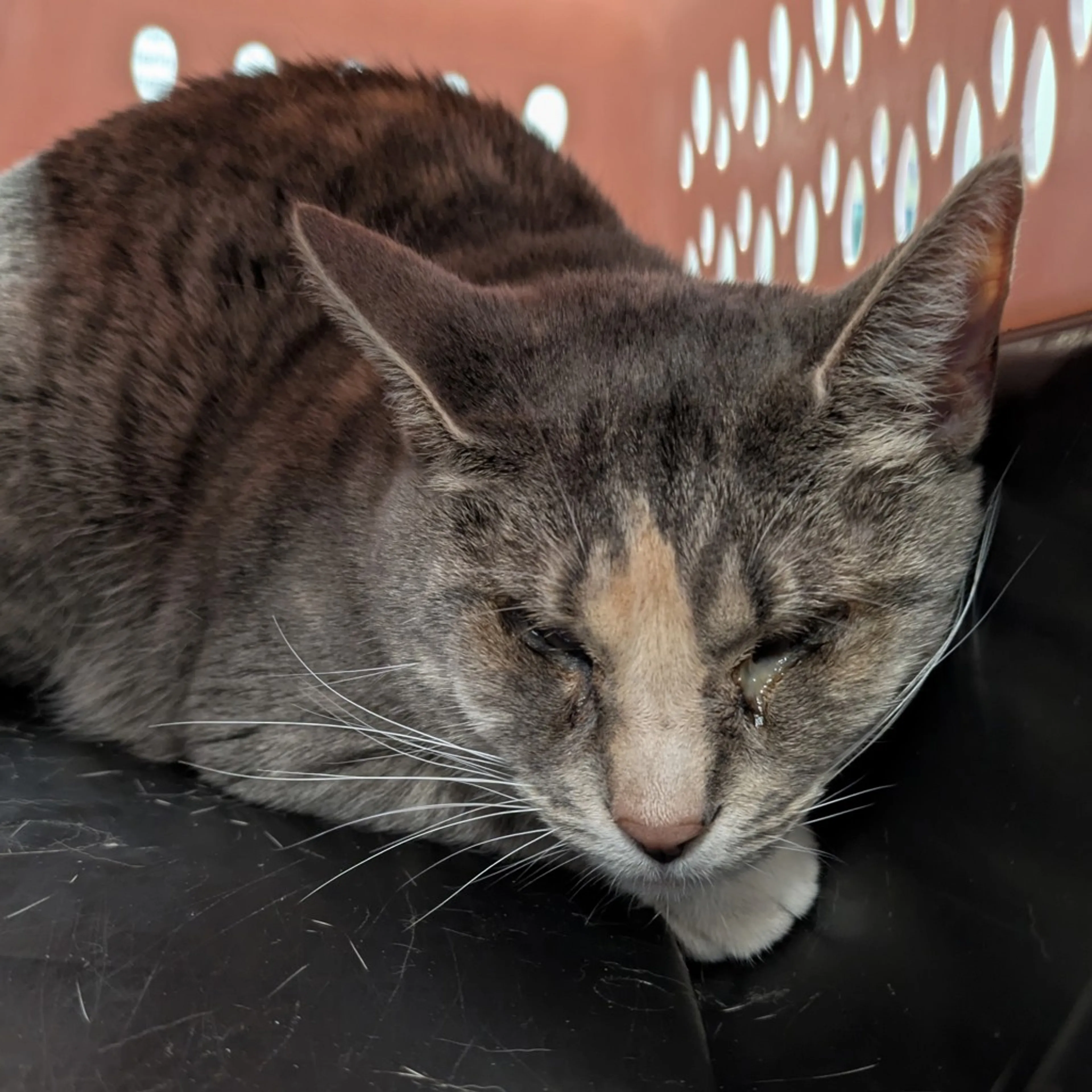 Found pet