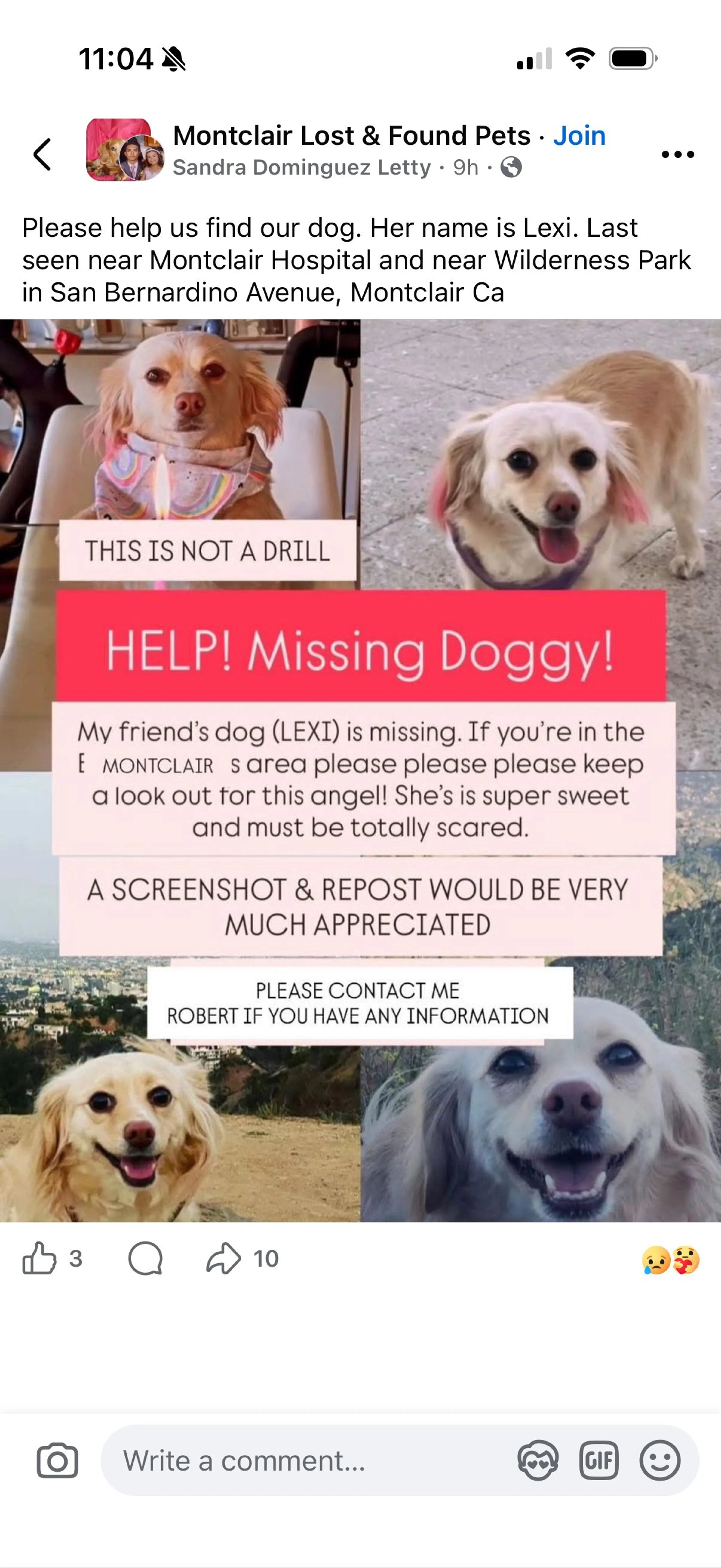 Lost pet