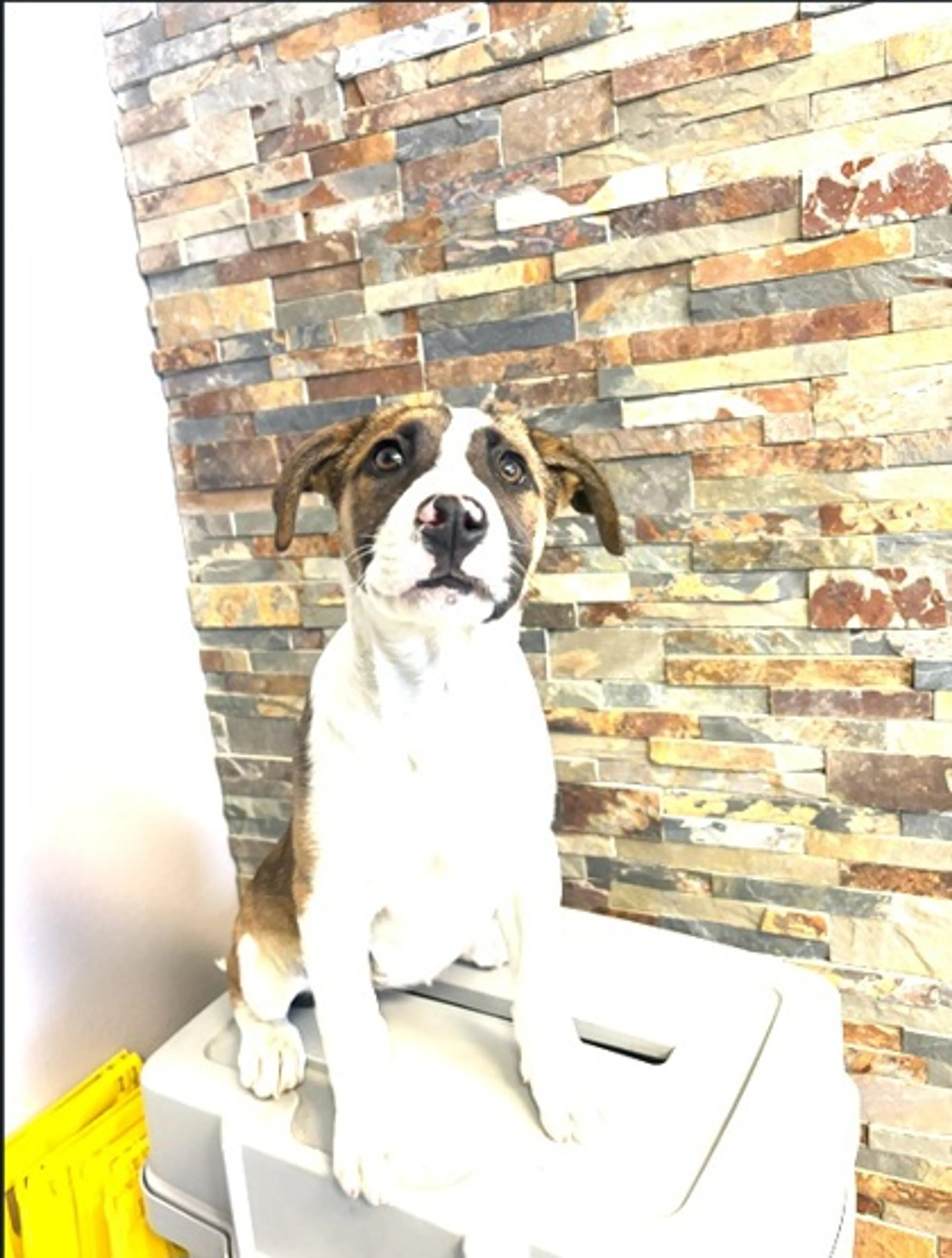 Found pet