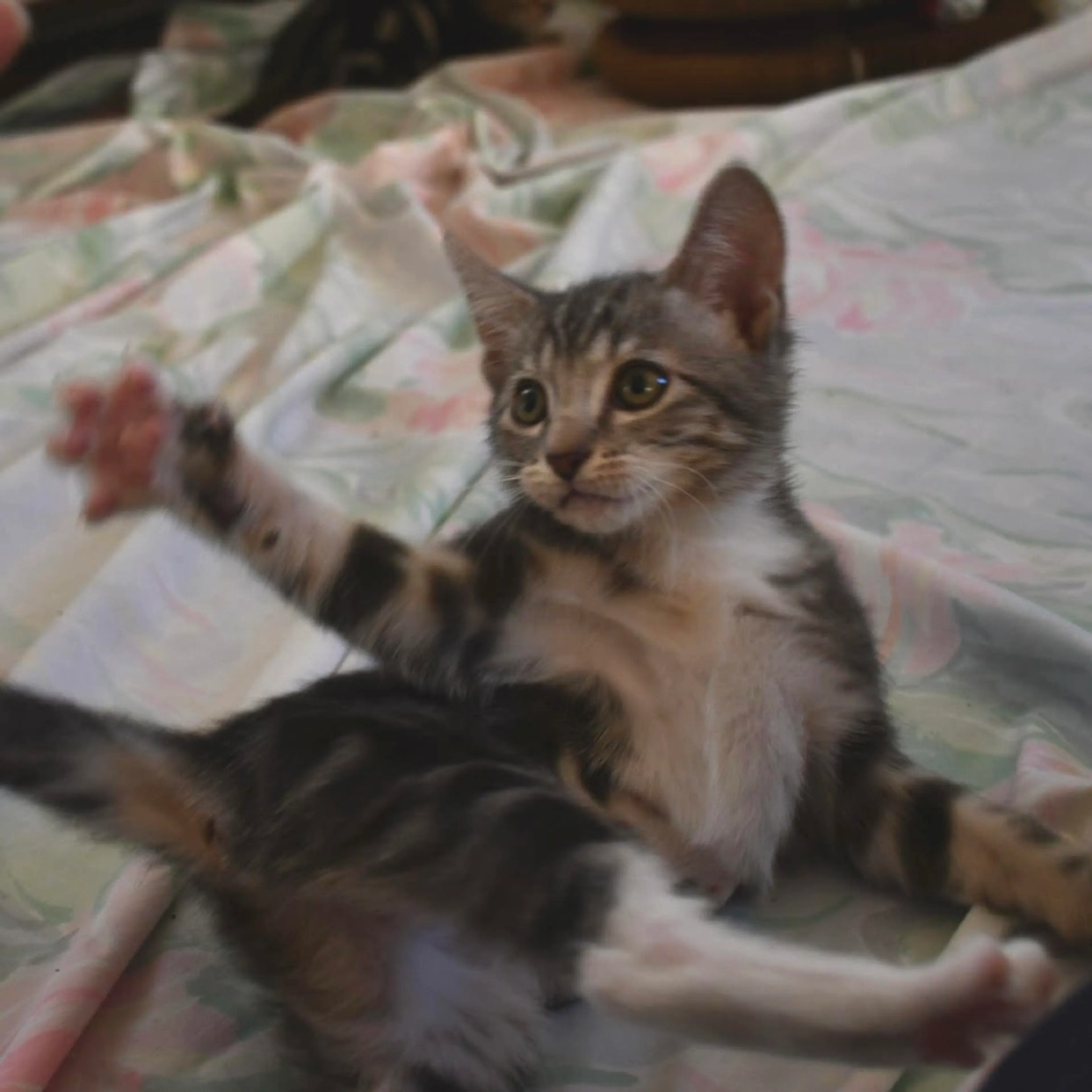Found pet-2