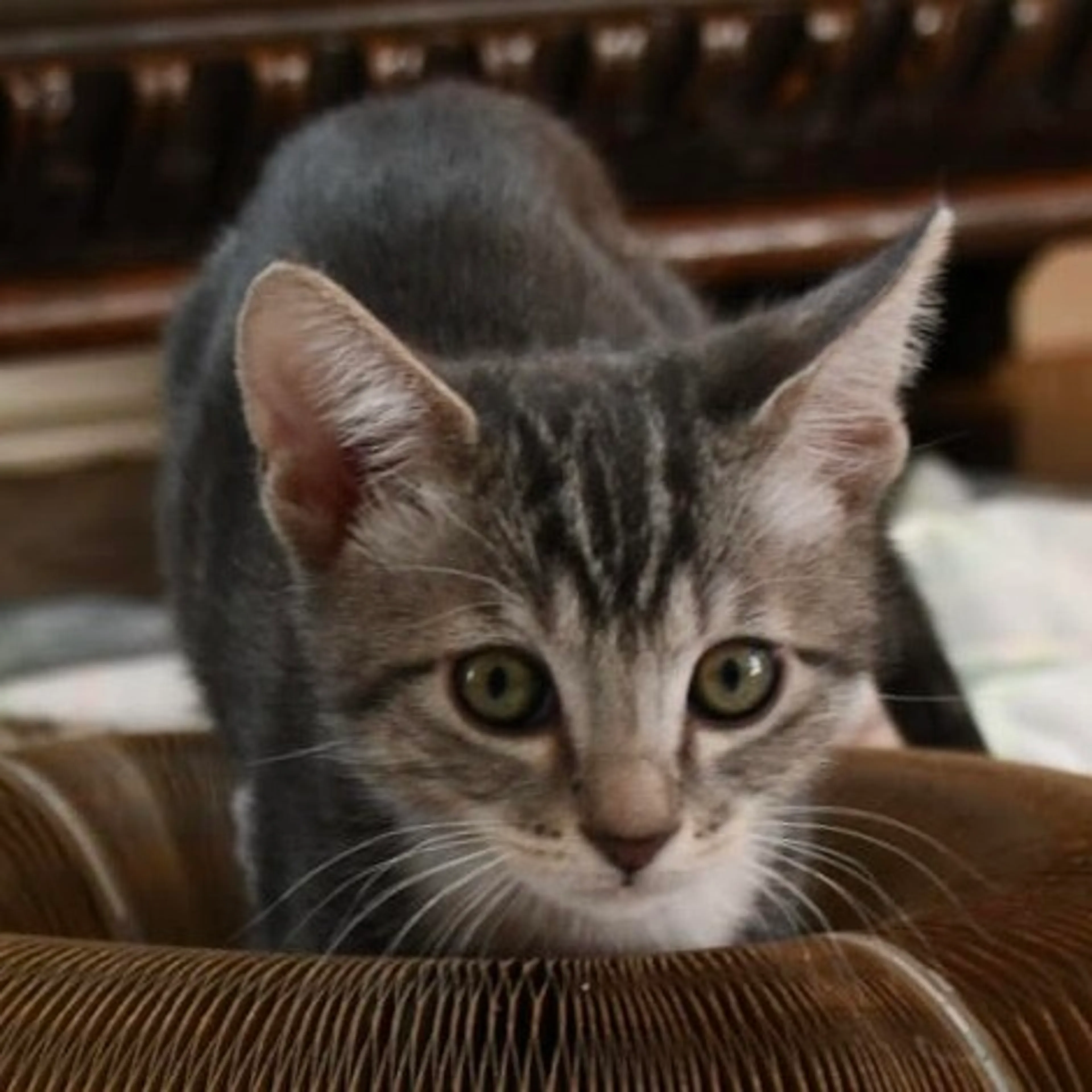 Found pet-1